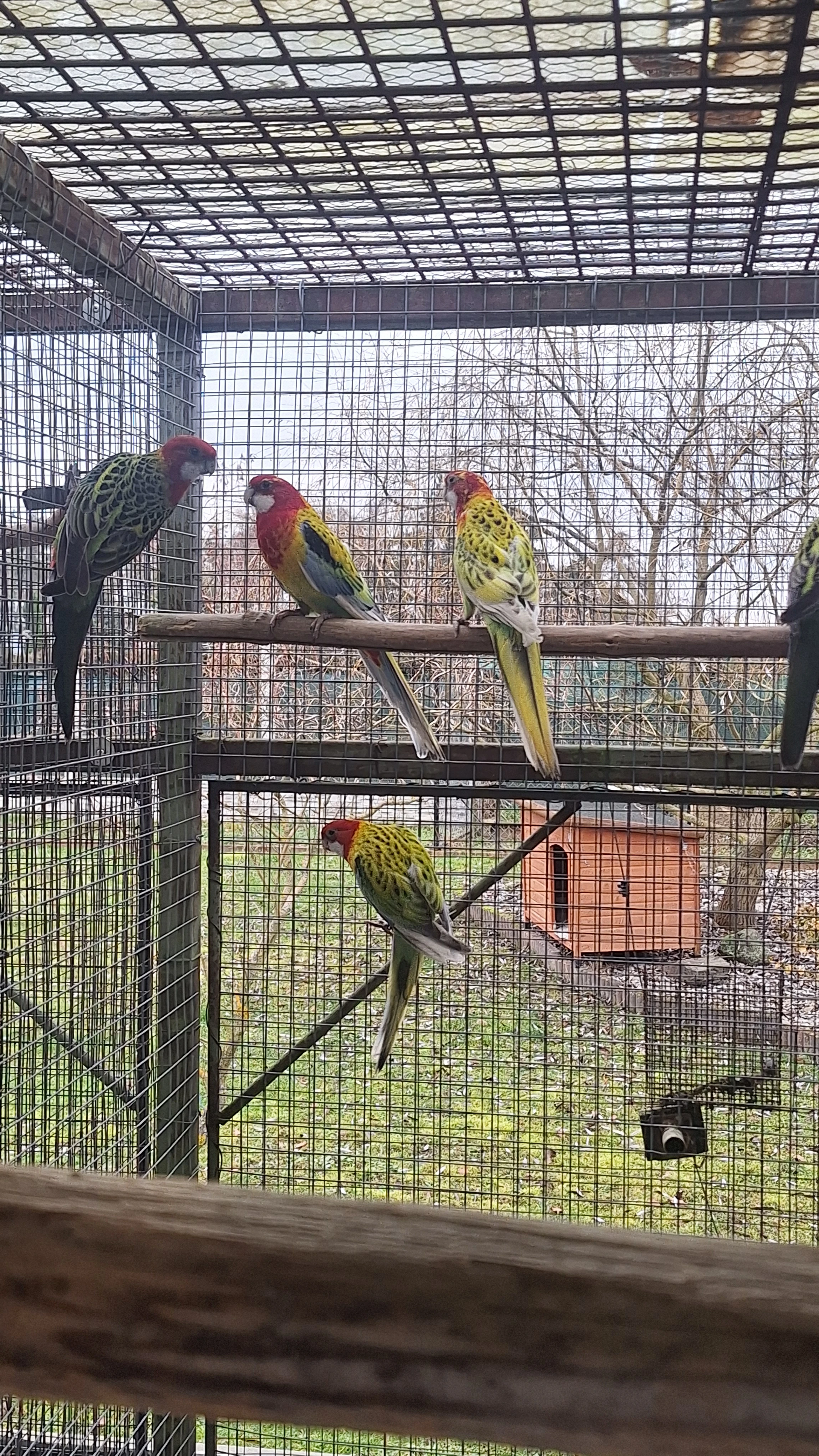 Rosela pestra prodam