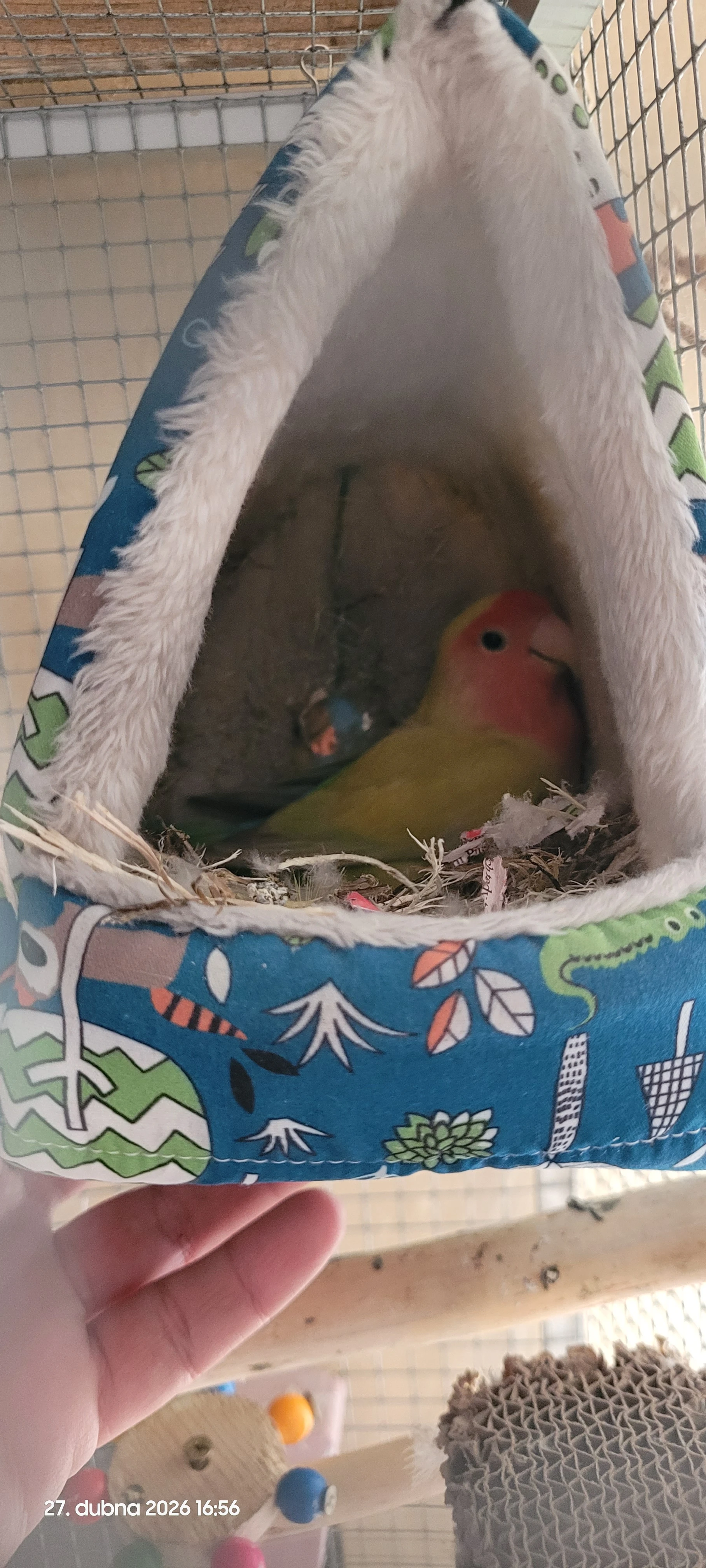 Prodám agapornise růžohrdlého