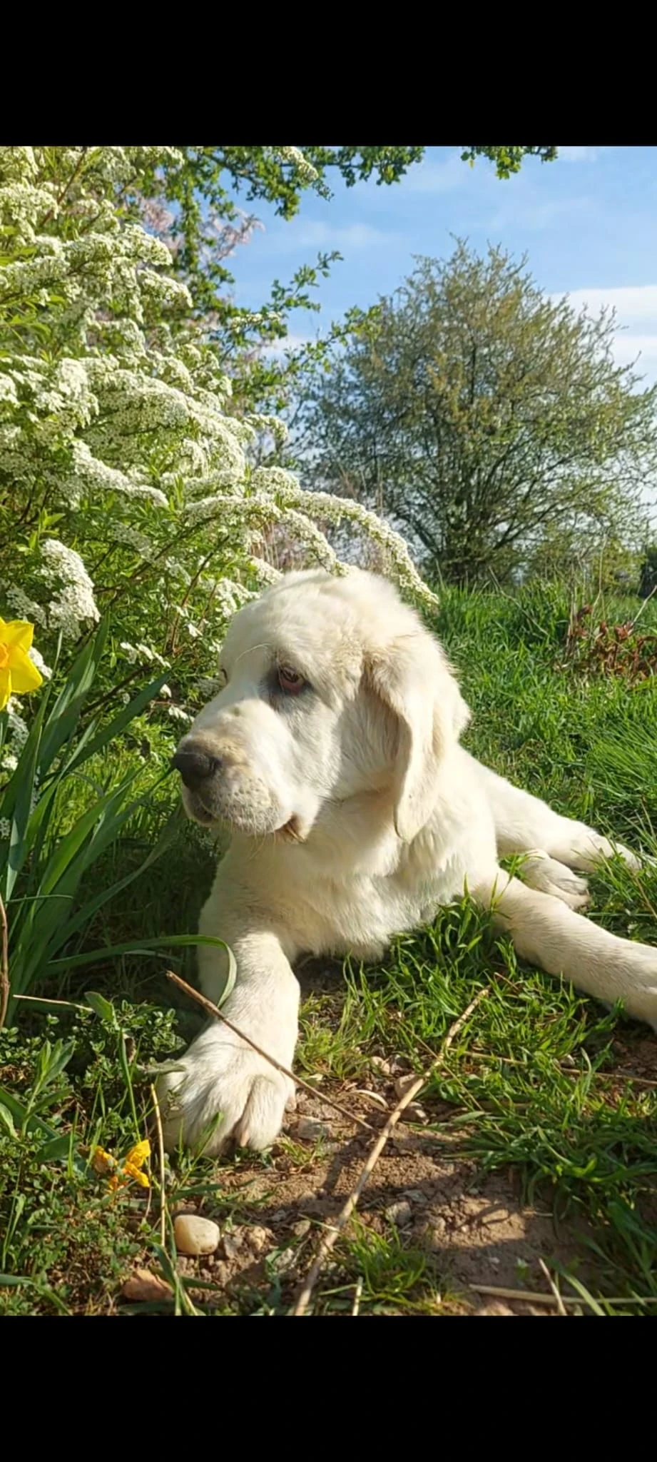Středoasijský pastevecký pes, SAO štěňata s PP FCI, Alabai