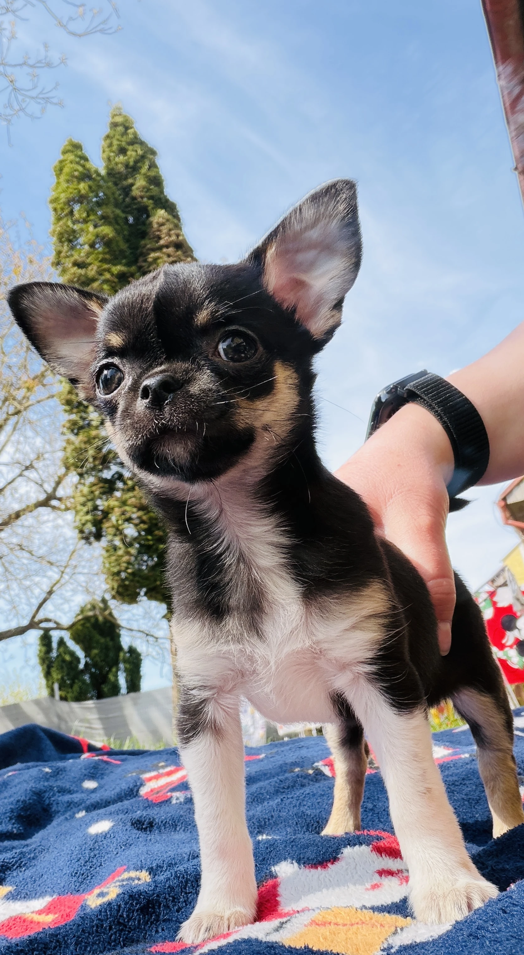 Čivava , Chihuahua s PP ( FCI)