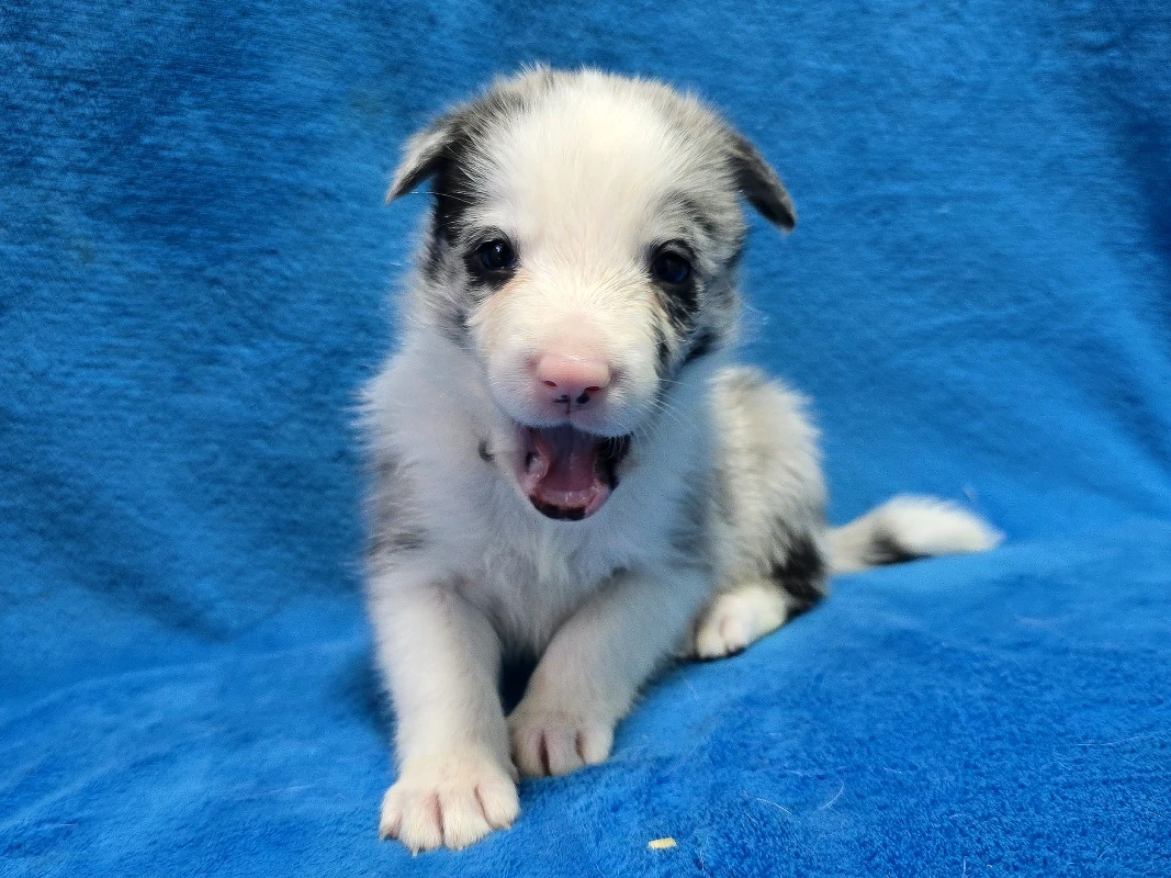 Border kolie Štěňátka s vyšetřením s PP