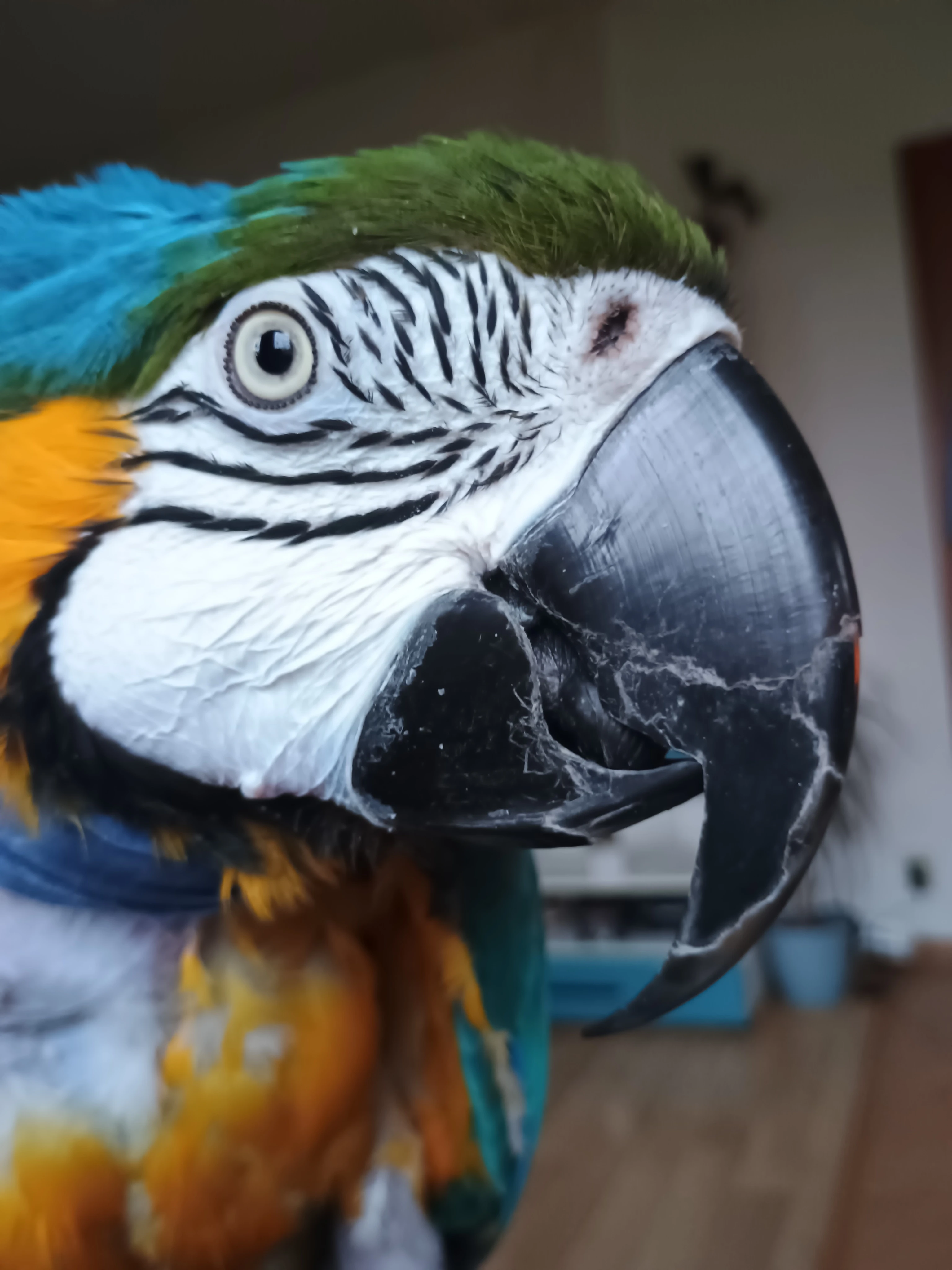 Sháním samečka ary ararauny