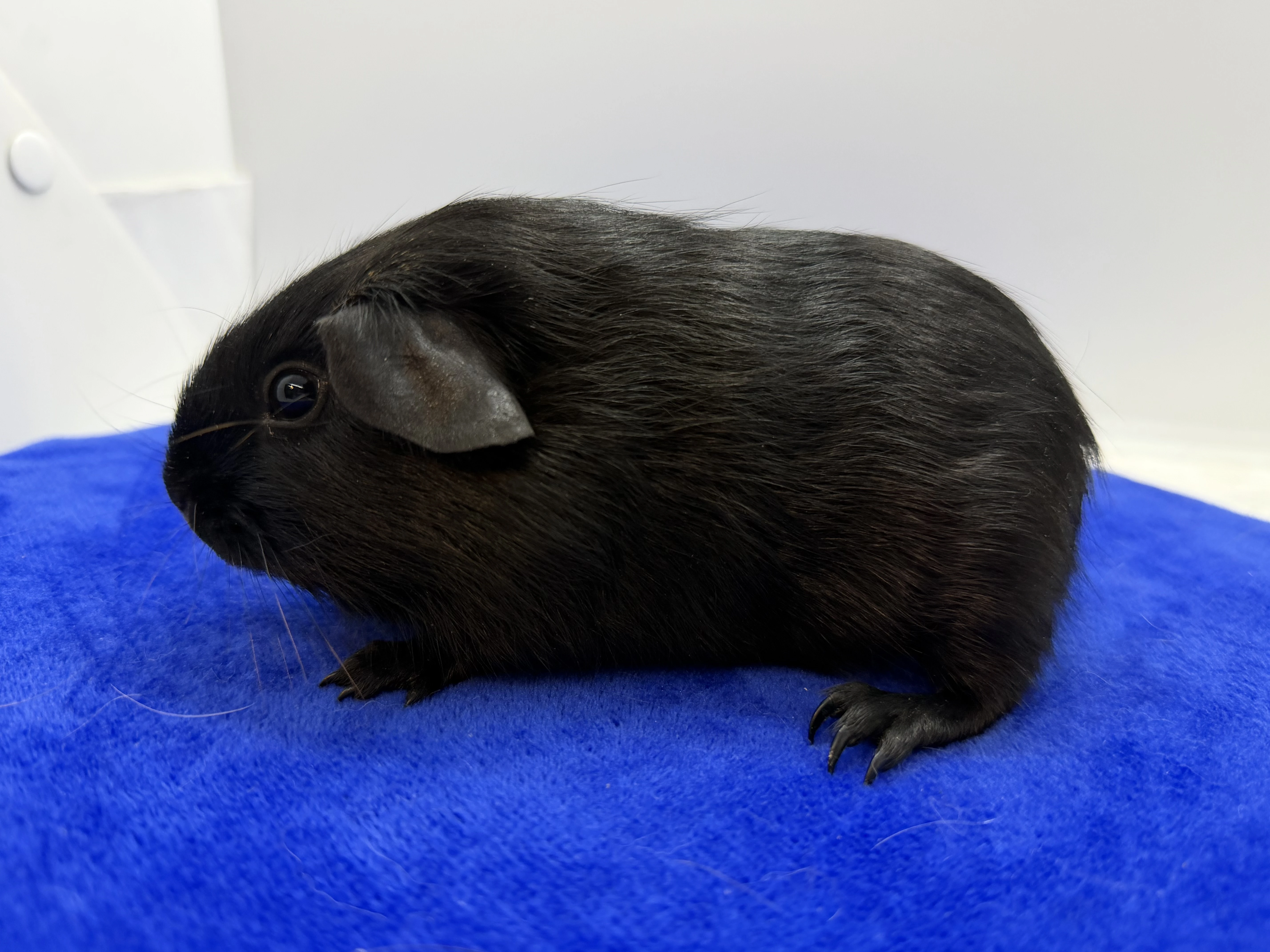 Morče hladke sameček solid aguti černá/červená