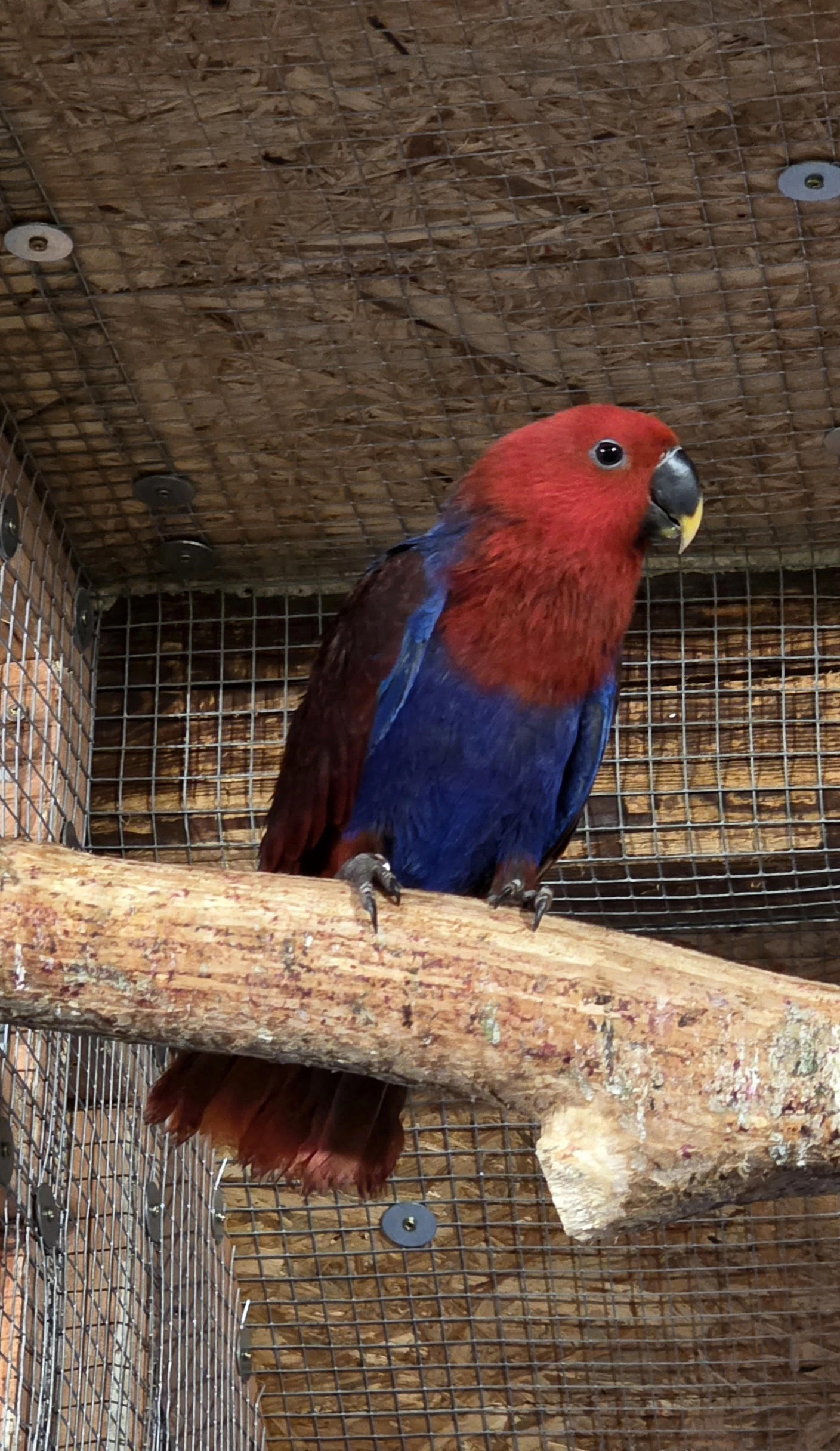 Prodám Eklektus 1.1