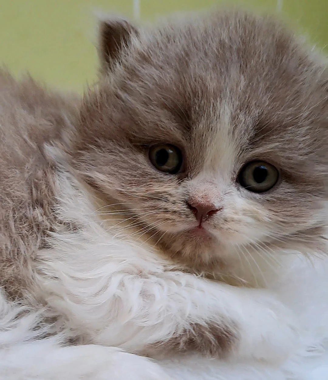 Britská dlouhosrstá kočička Lucinka s PP- odběr 7/2026