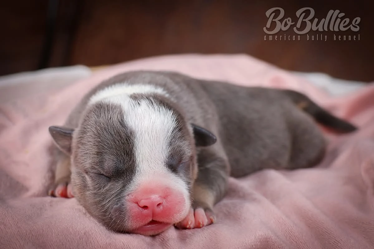 American bully pocket s PP, pejskové