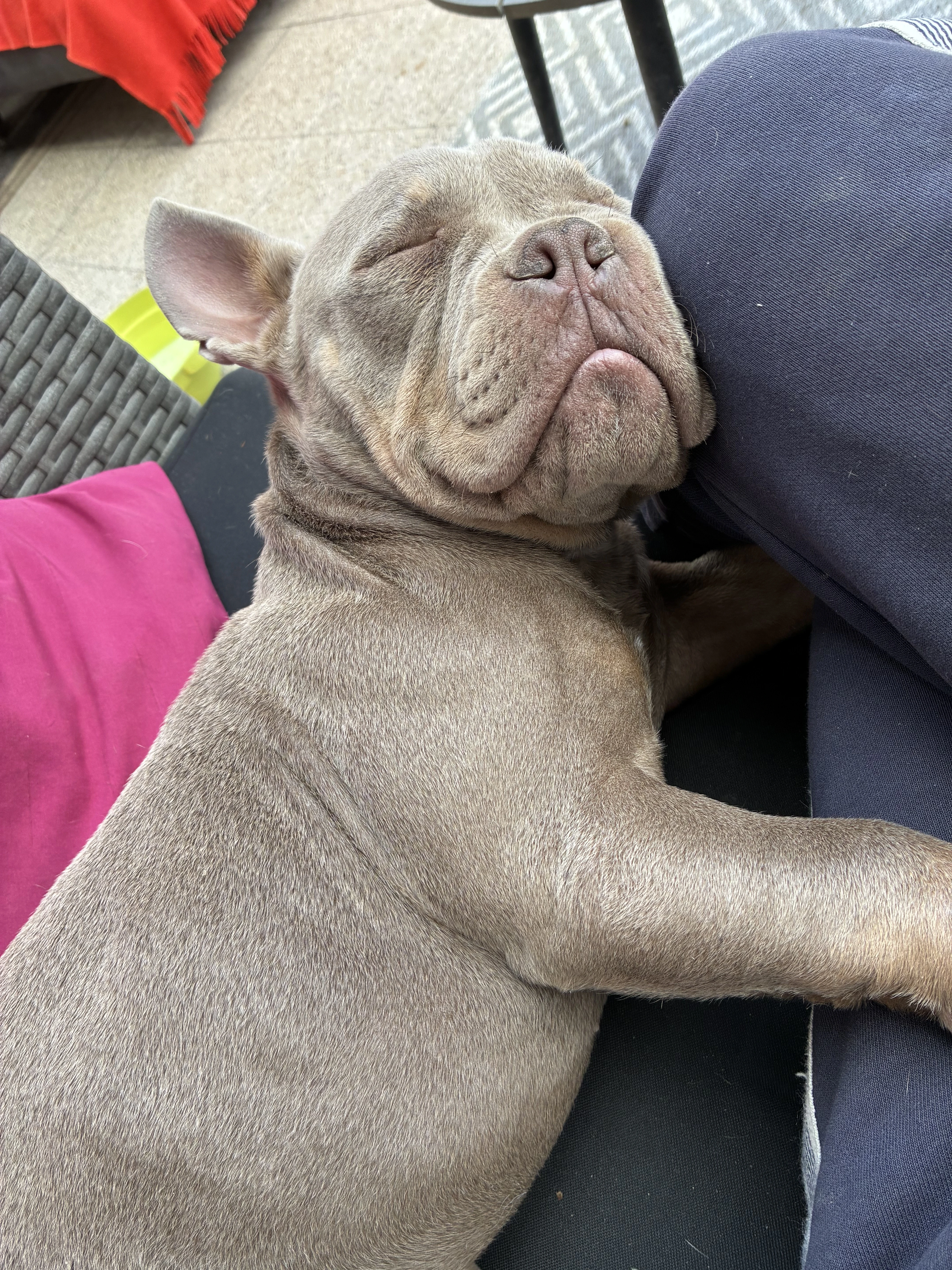 American Bully Micro