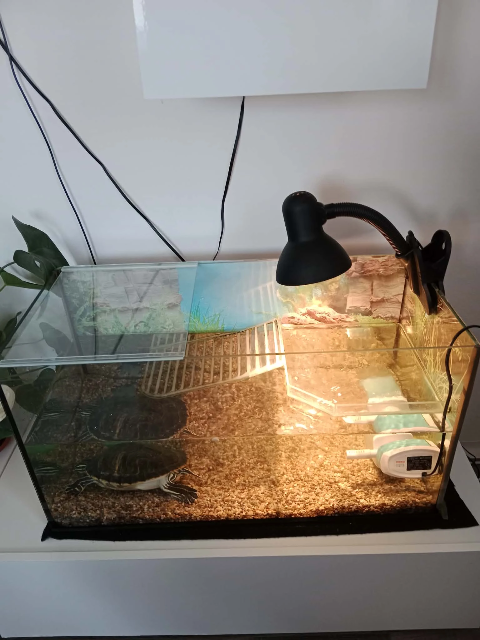 Prodám akvárko s vodní želvou plus lampa a filtr