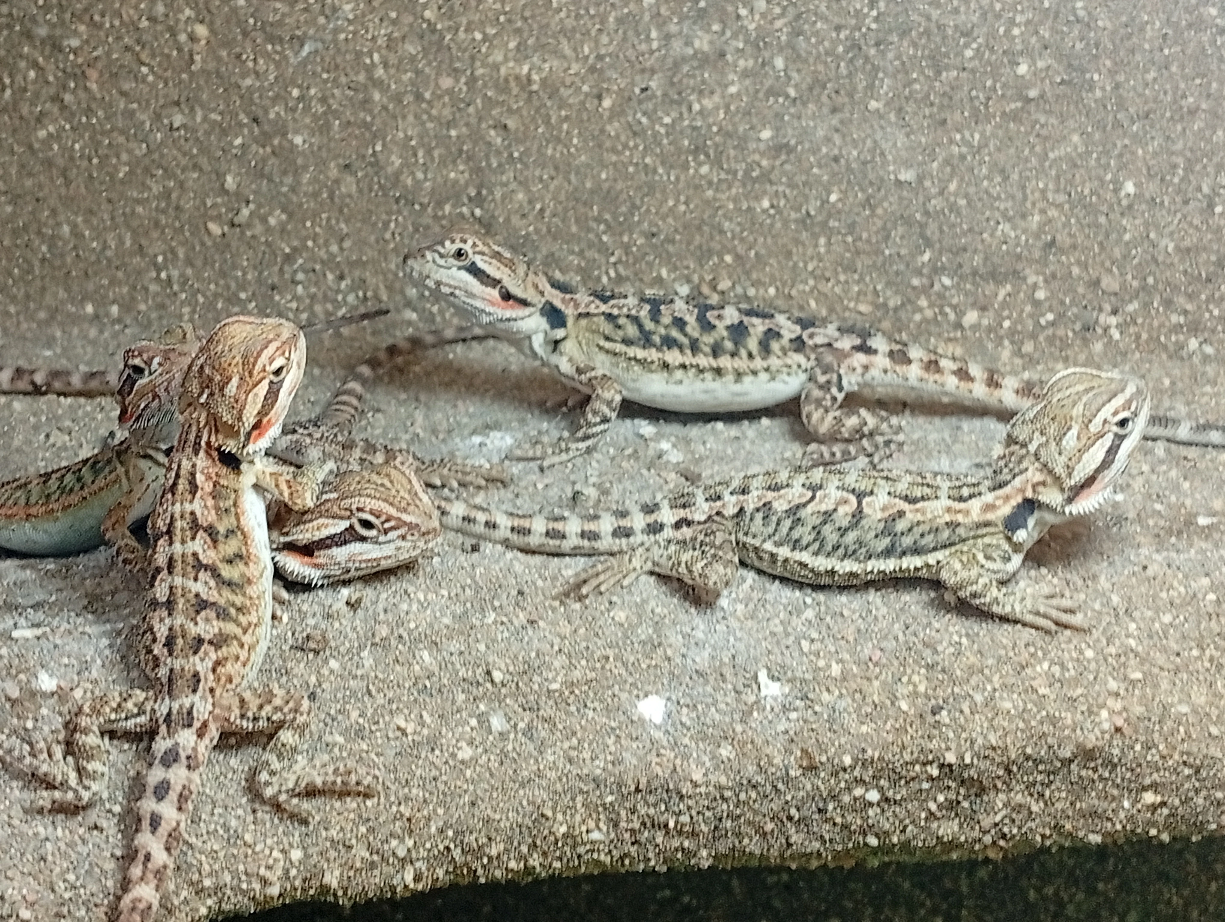 Agama