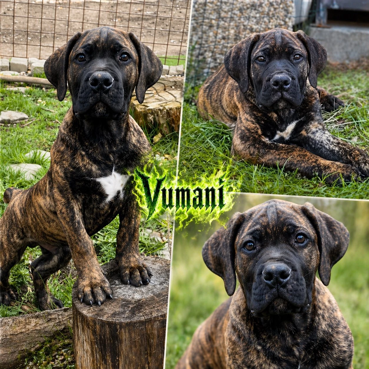 Boerboel štěně na prodej (FCI PP)
