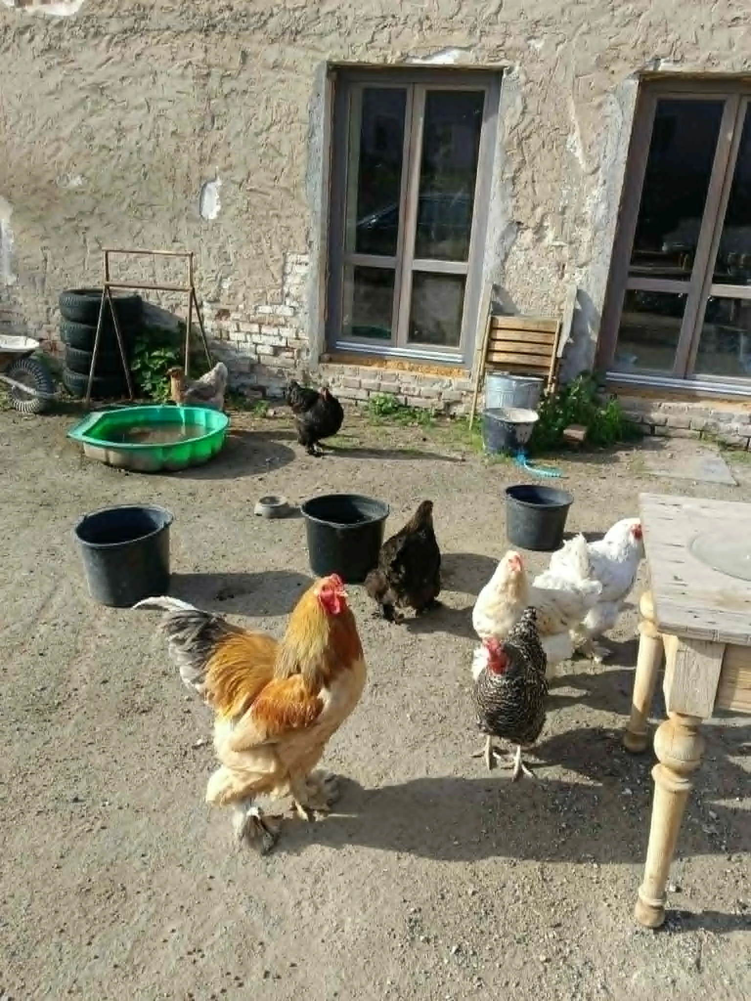 Prodám 4 ks slepic