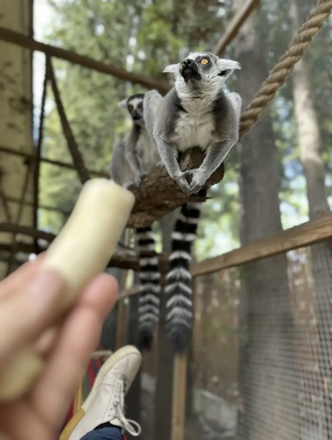 Sprzedam parę Lemura Katta