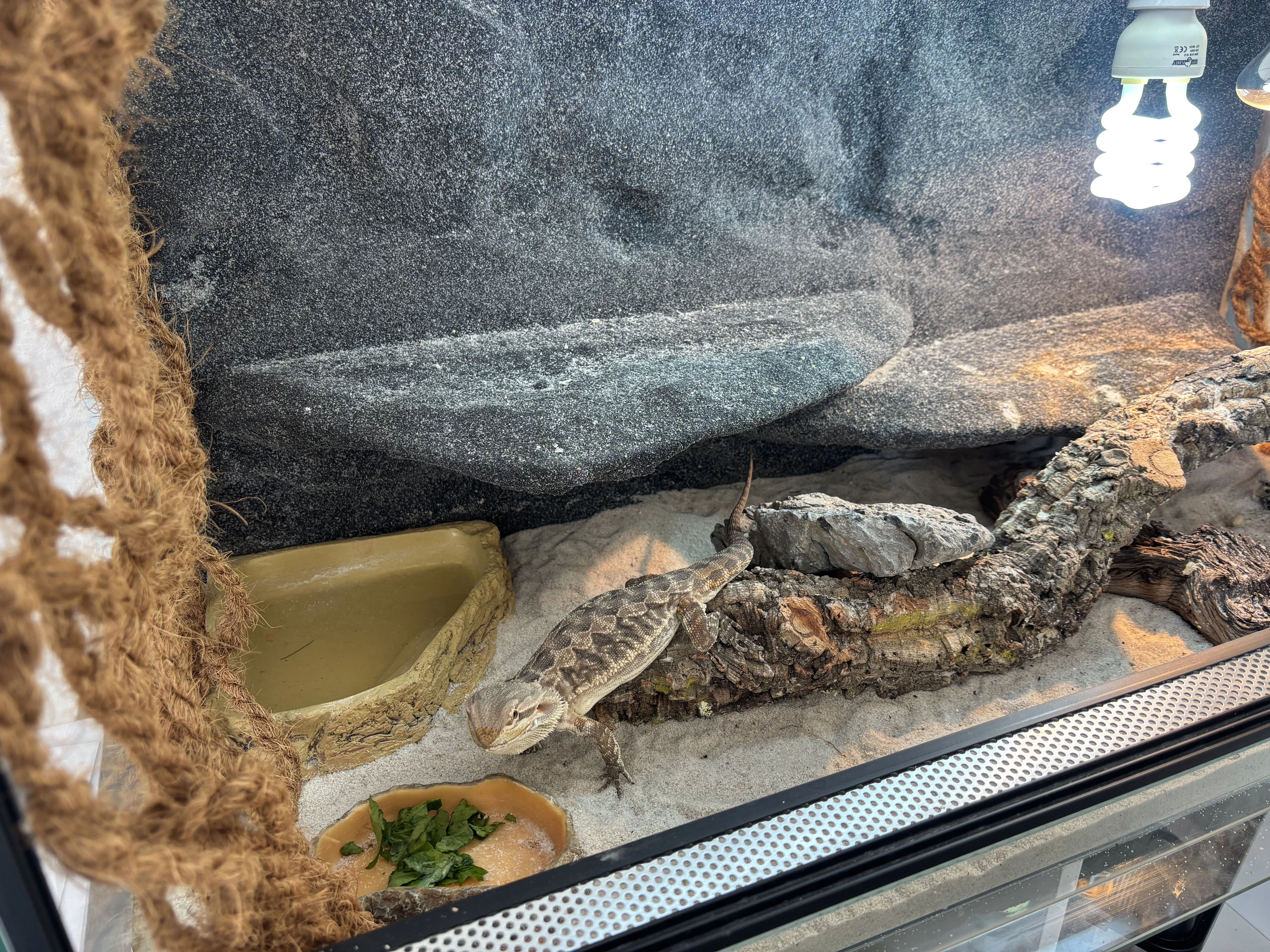 Terarium a Agami