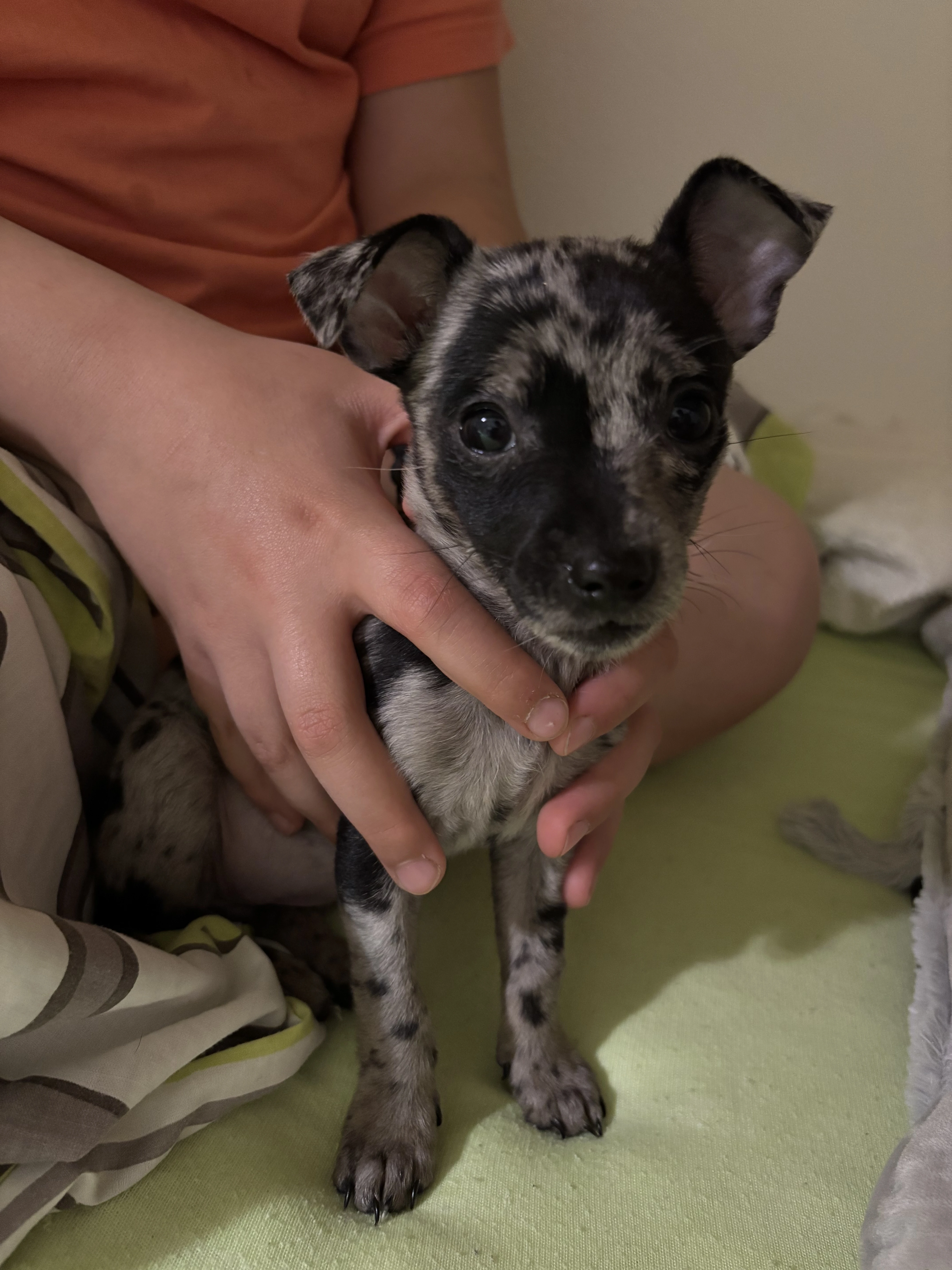 Čivava merle mini