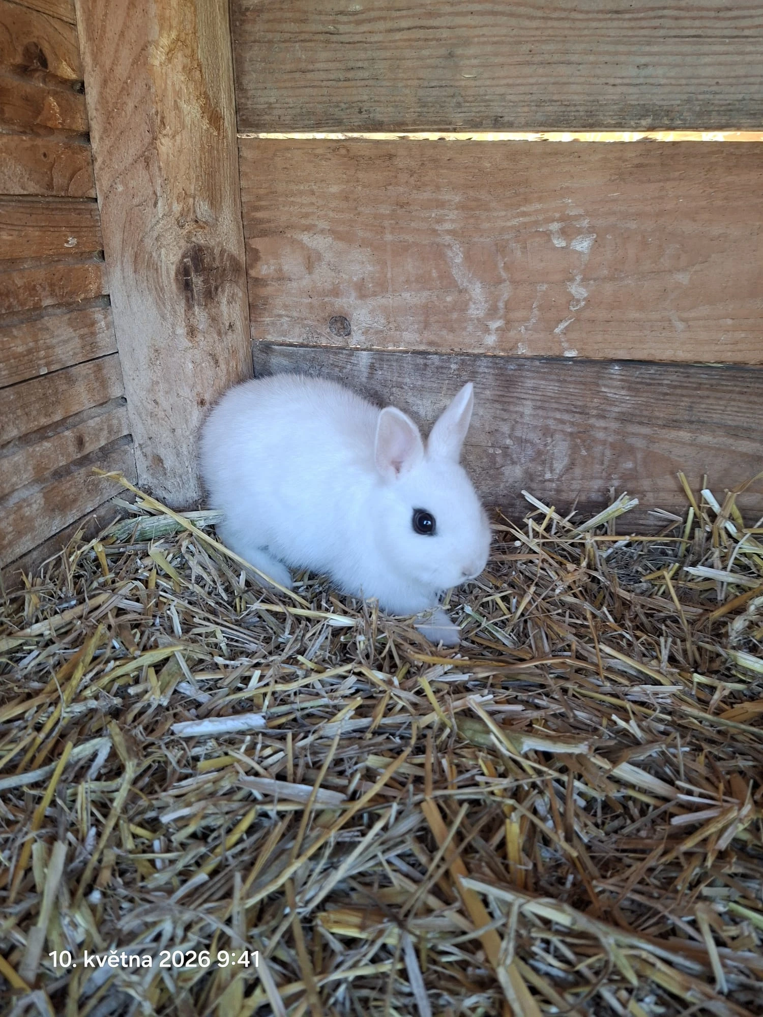Zakrslý Hototský králík