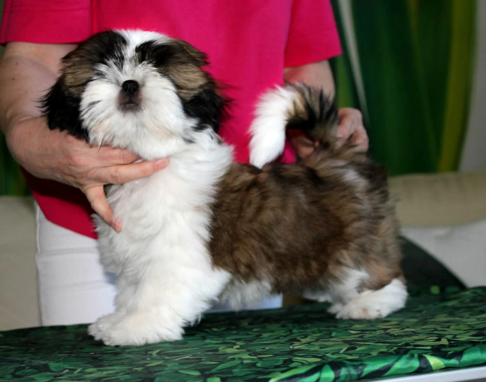 Shihtzu