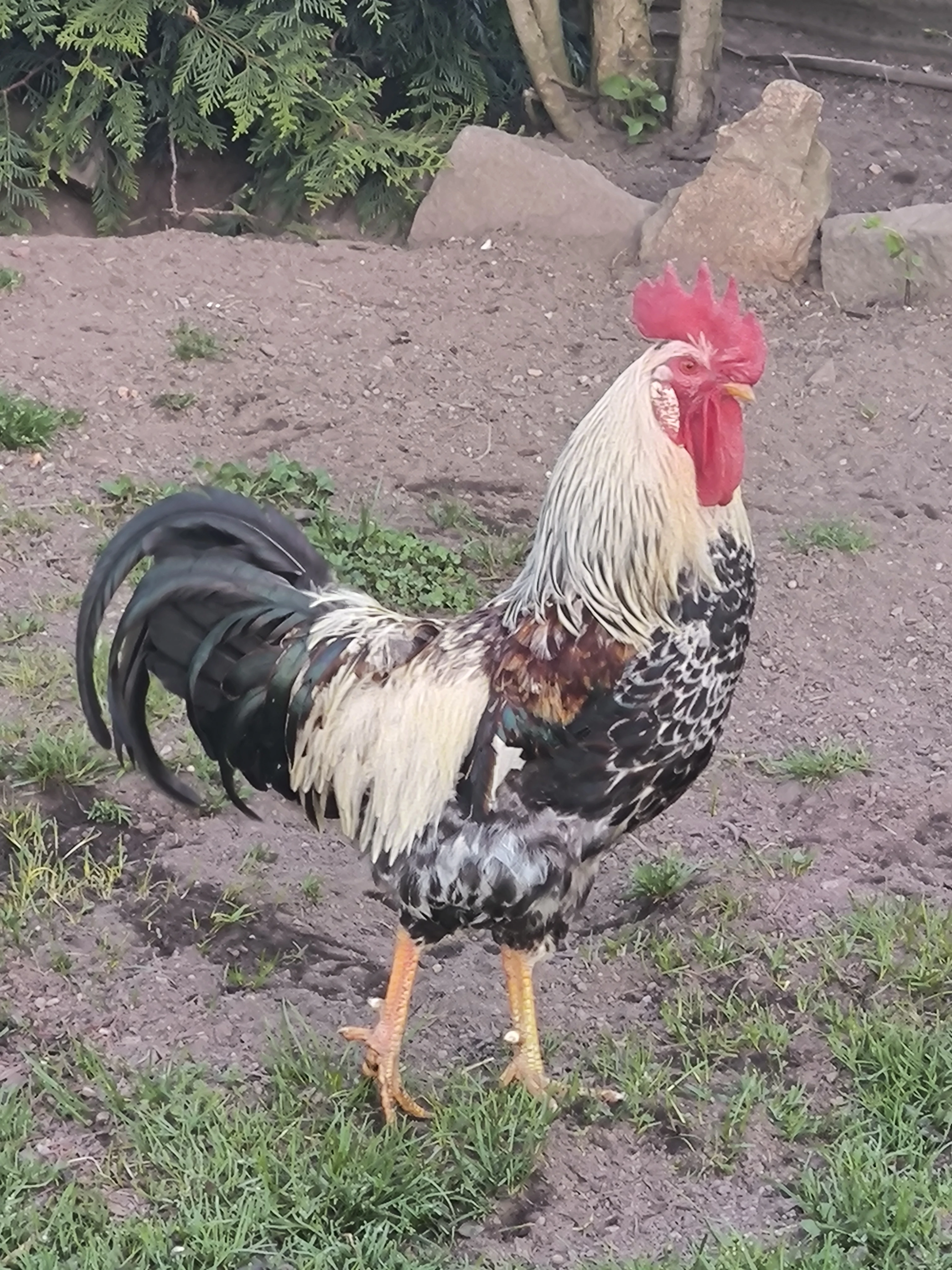 Kohout