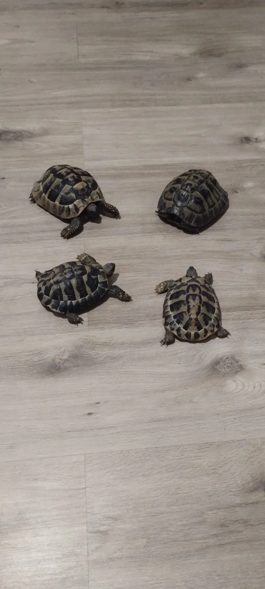 Sháním dospělou holku želvy zelenavé