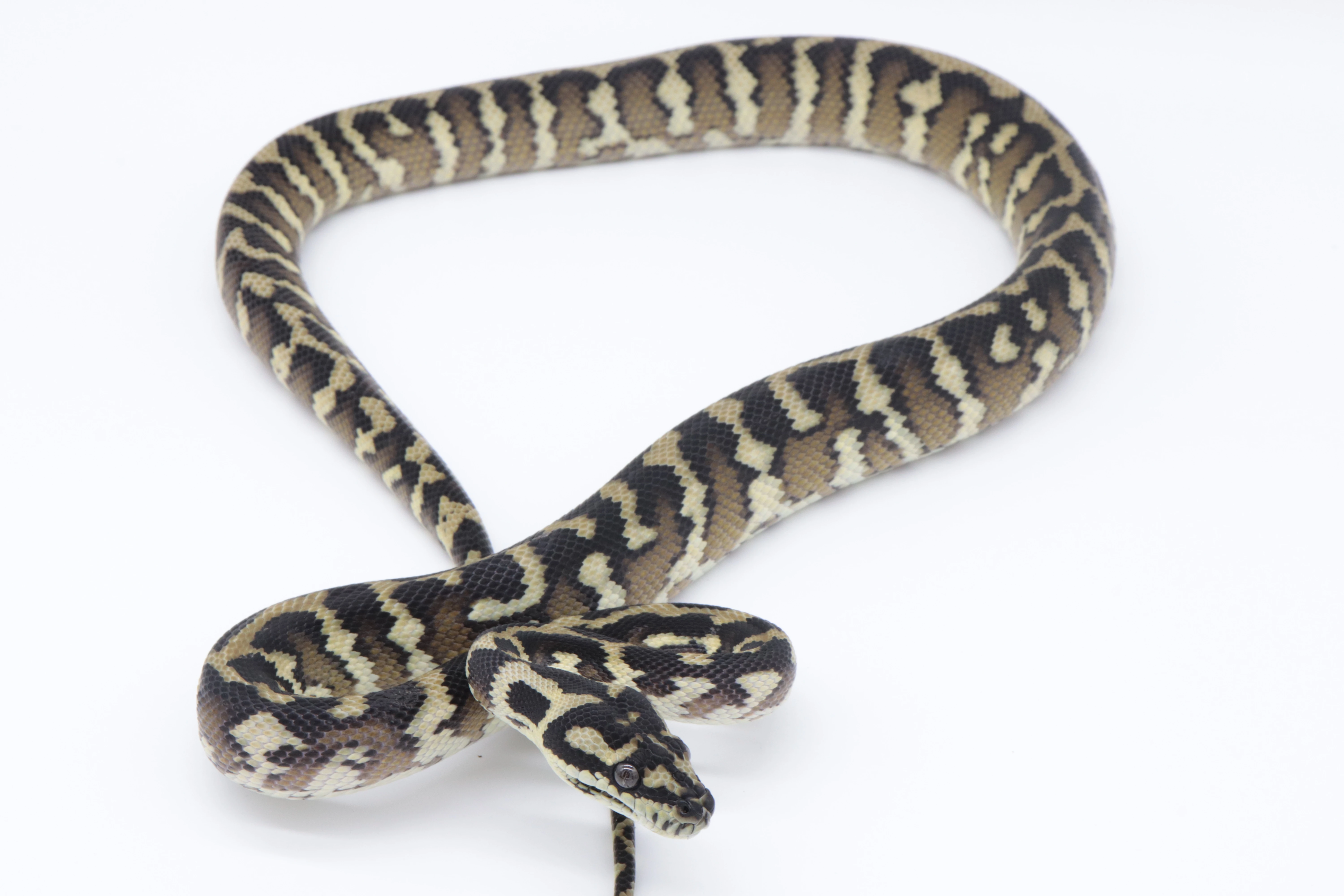 M.spilota