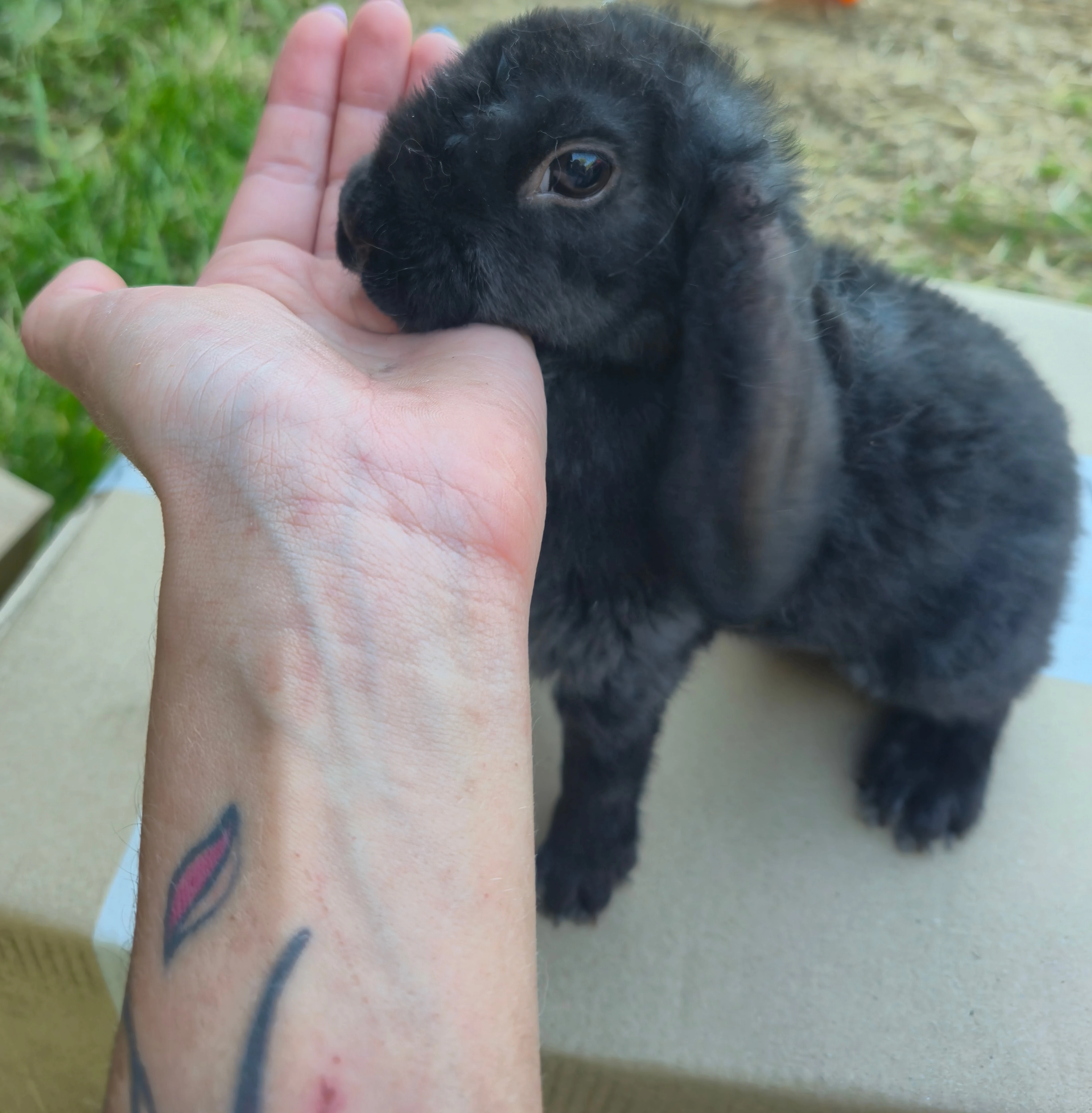 Zakrslý králík Rex beránek