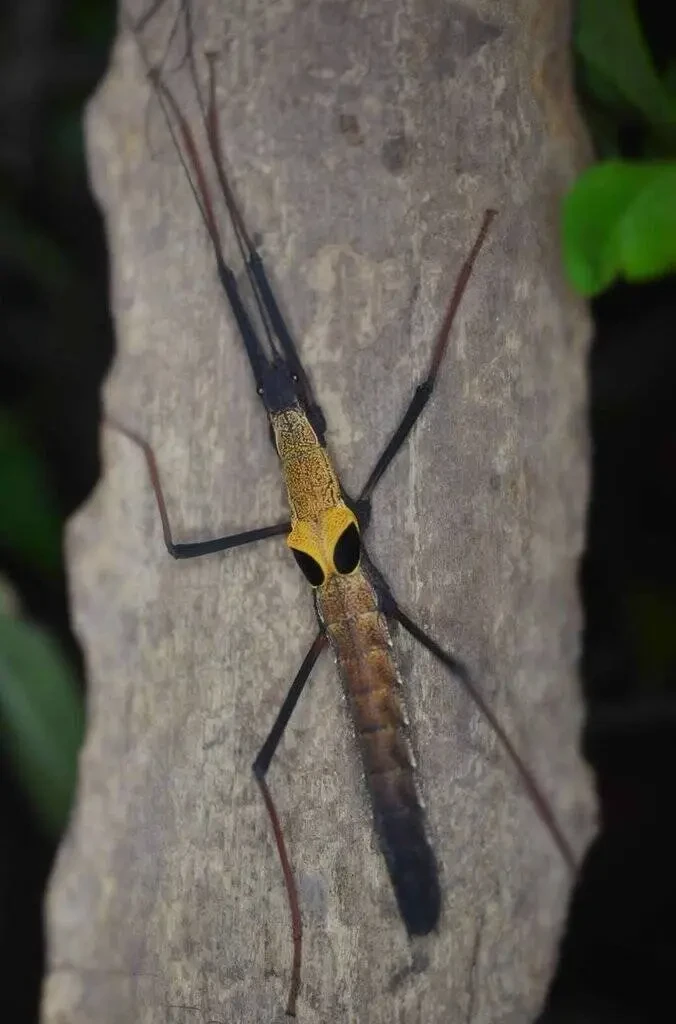 Pseudophasma scabrisculum
