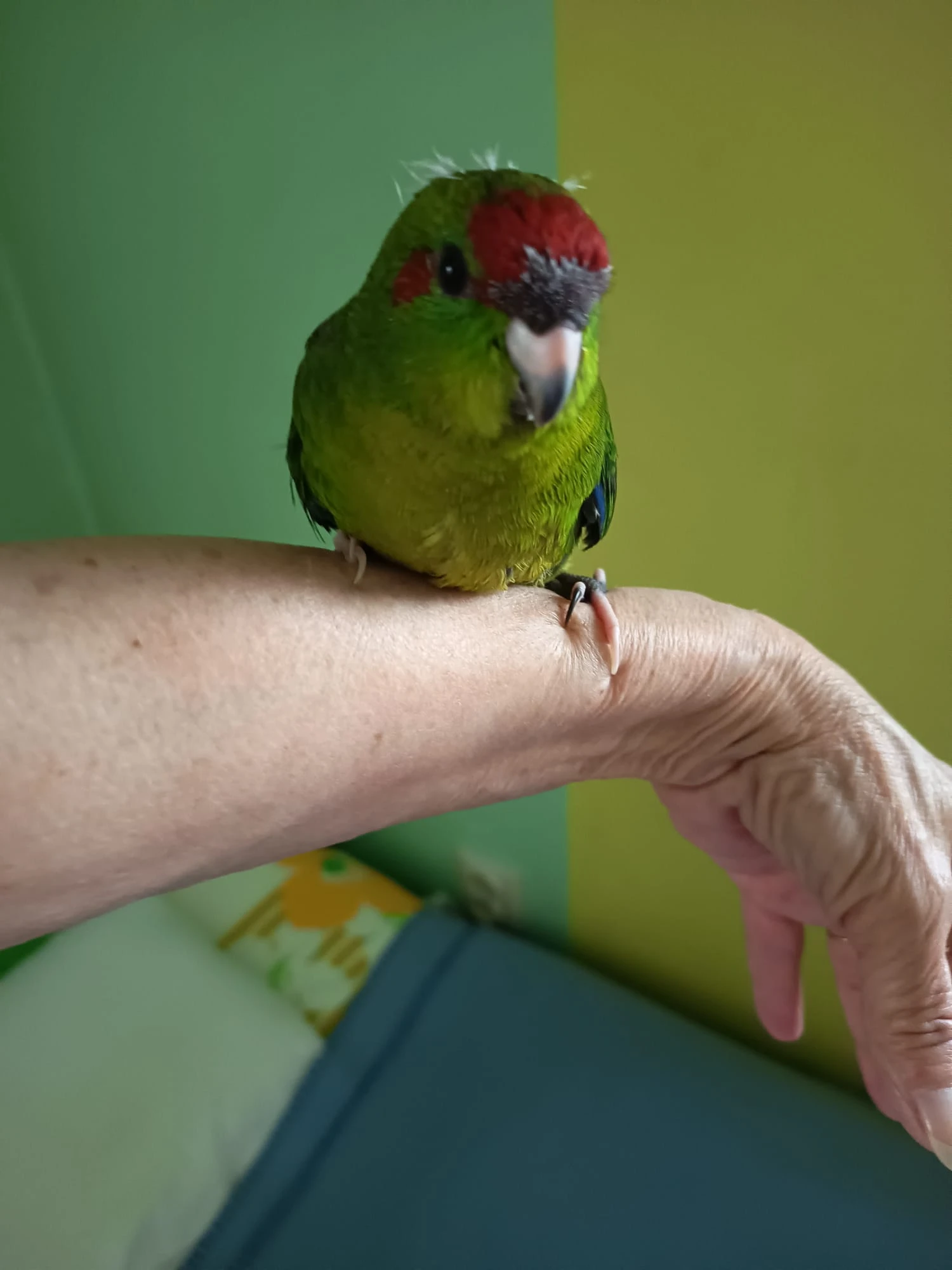 Kakariky