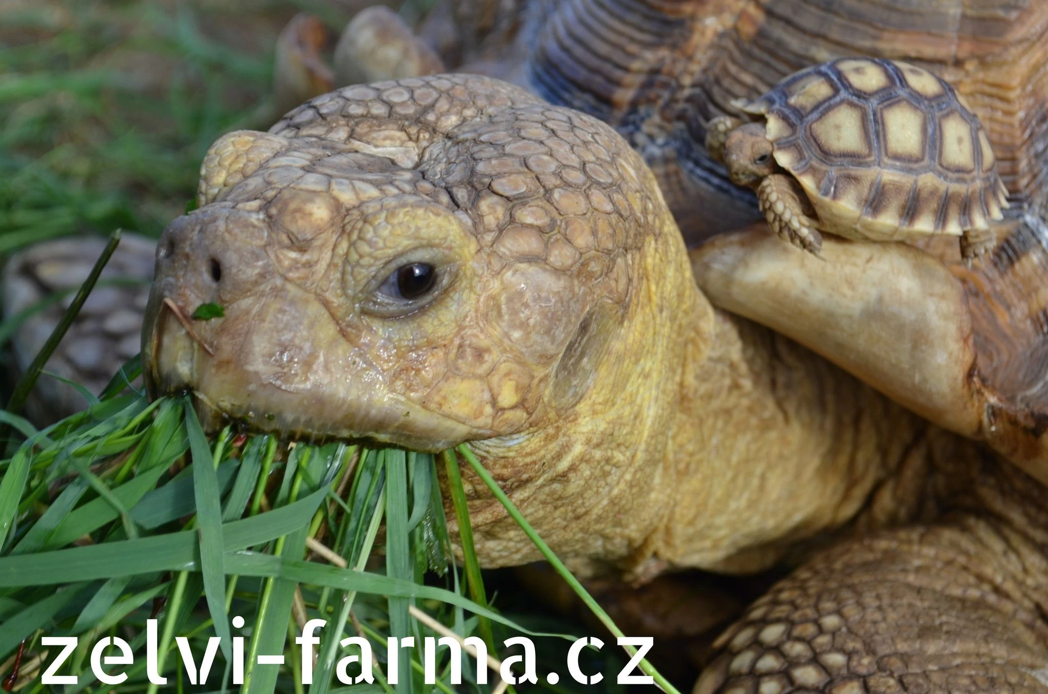 Suchozemské želvy ostruhaté – vlastní odchov