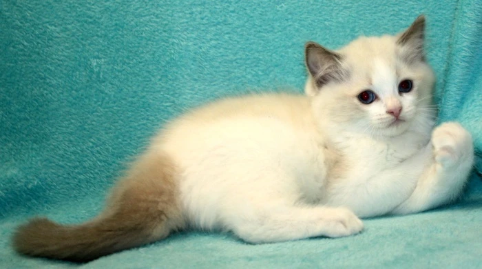 Ragdoll koťátka