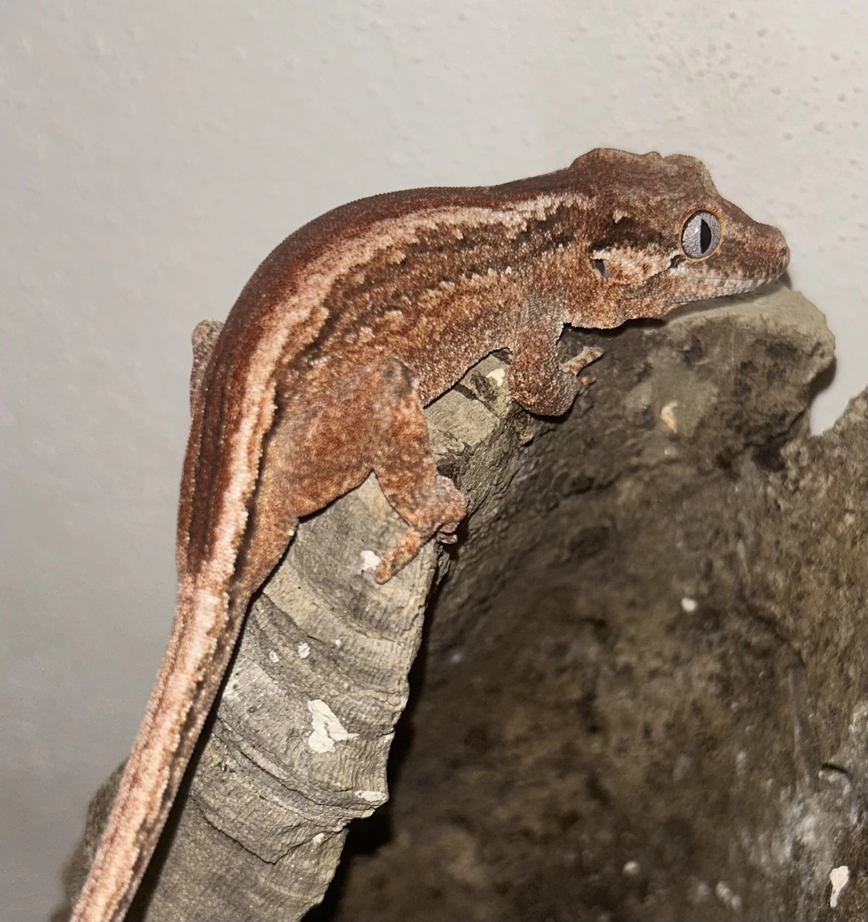 Pagekon hrbolkohlavý 0.1 (Rhacodactylus auriculatus)