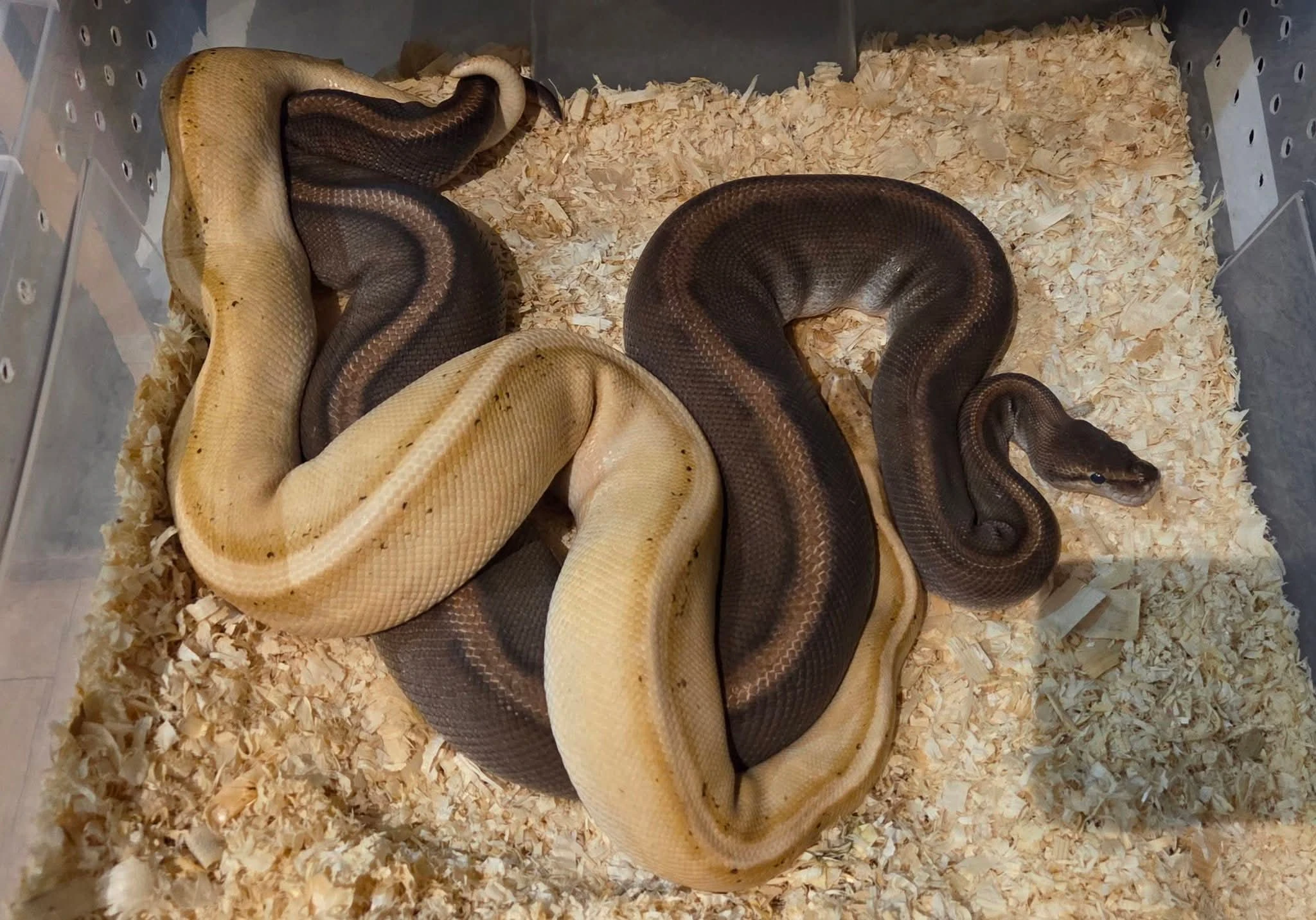 Python regius