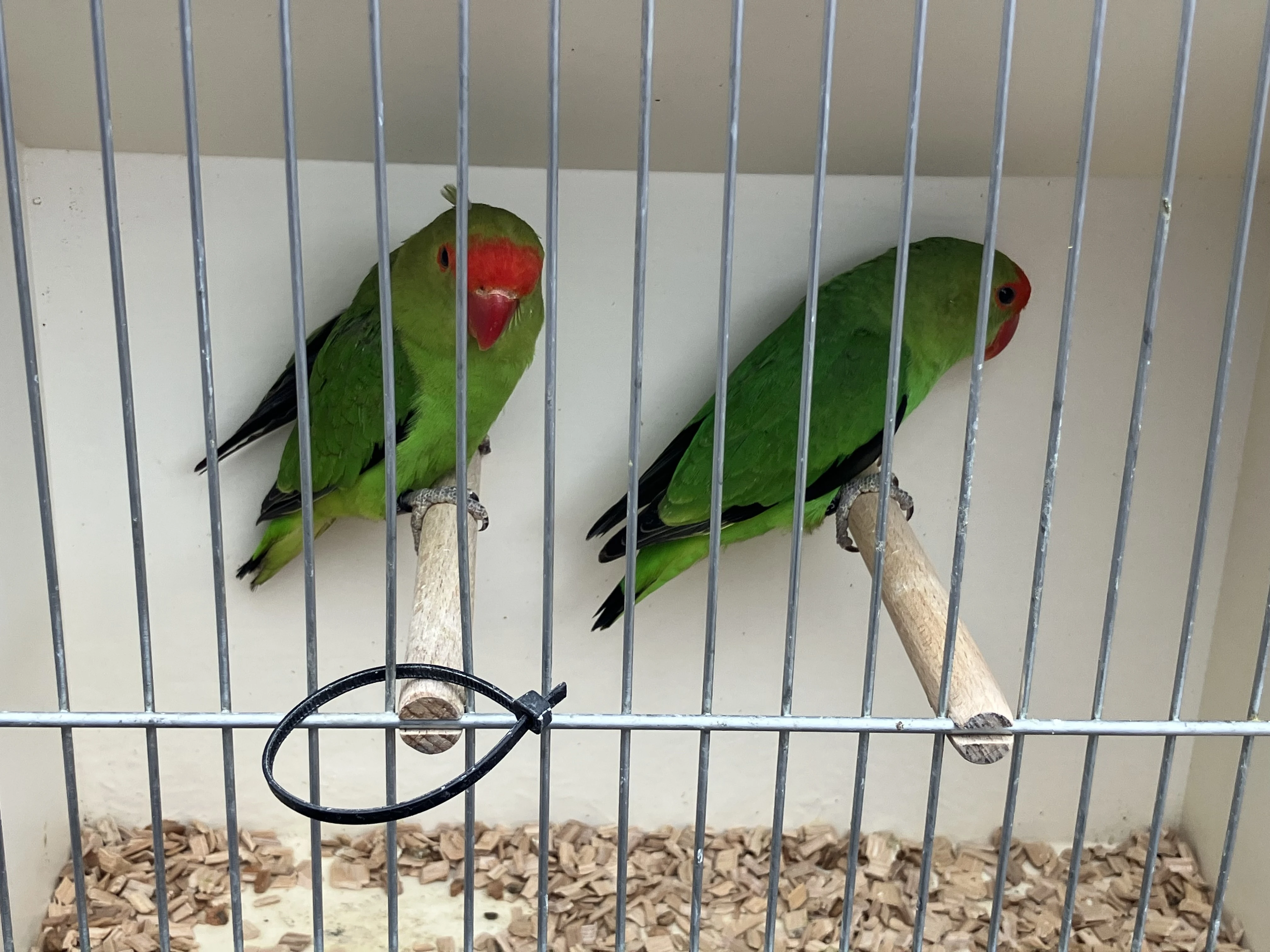 Agapornis etiopský