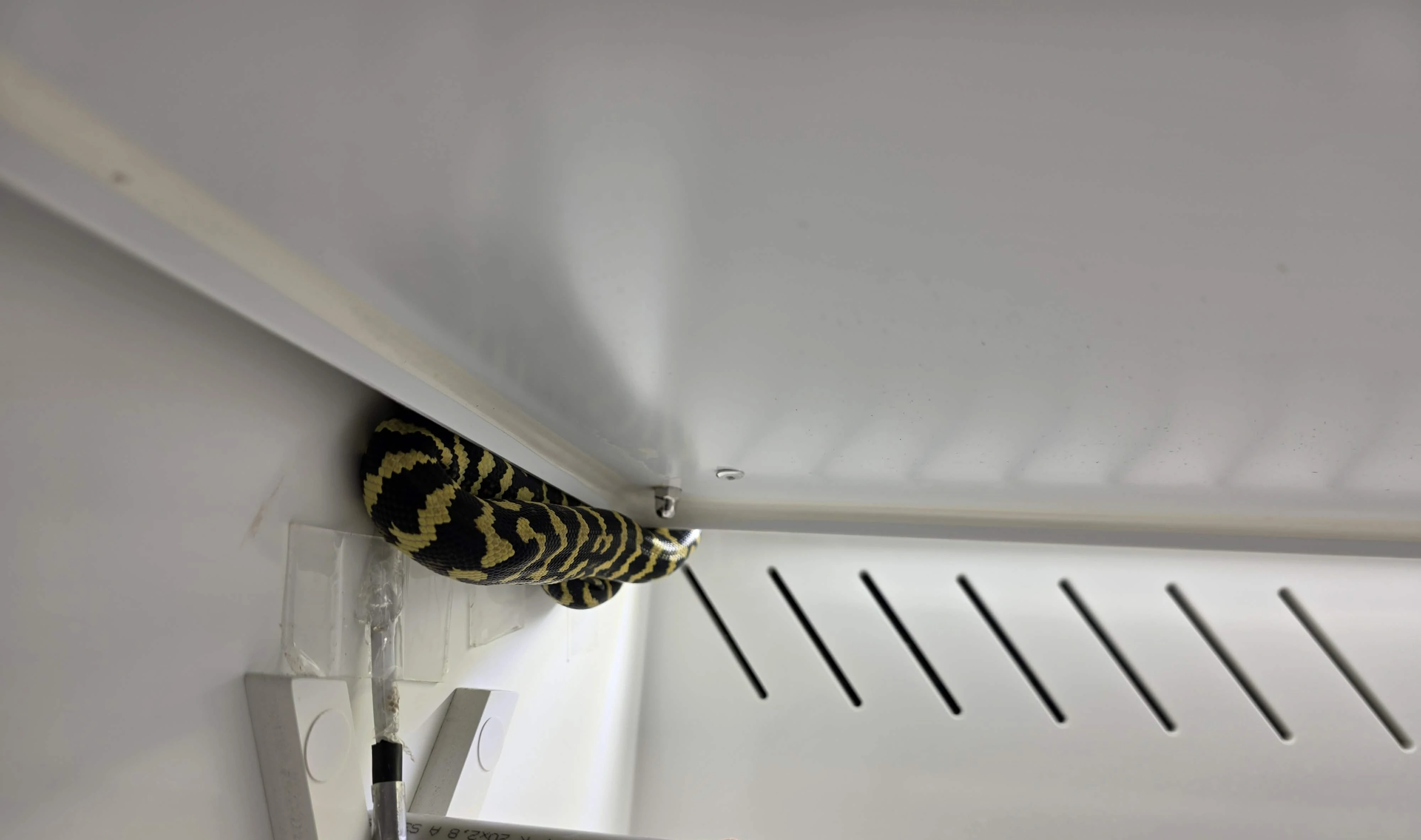 Morelia spilota chynei