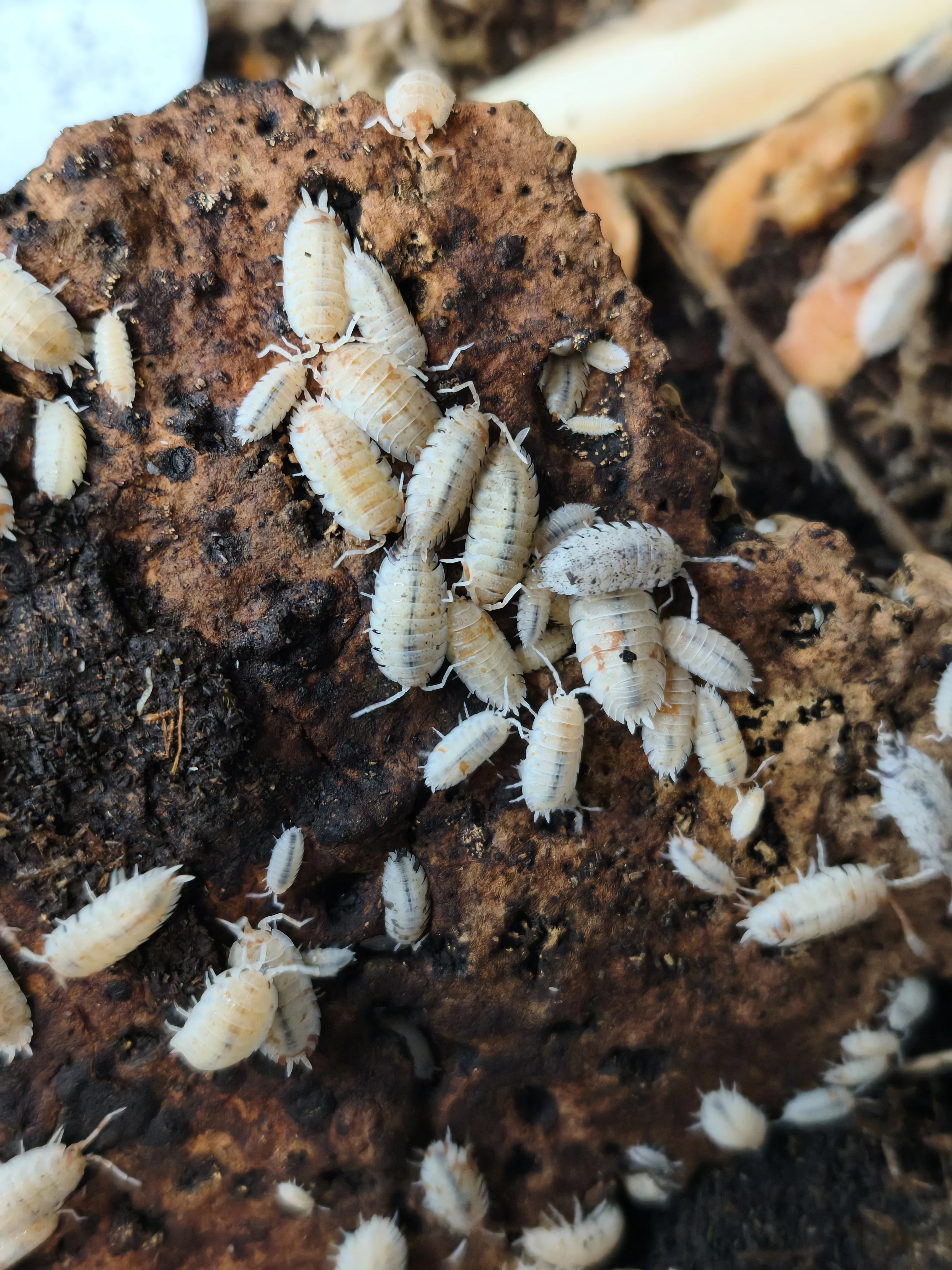Isopody·stínky - Bulk - posílám / Fauna trhy Ostrava 21.6.