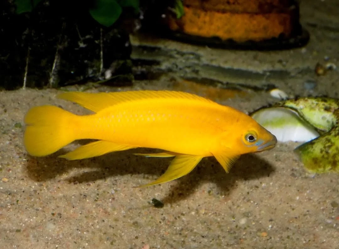 Tanganika
