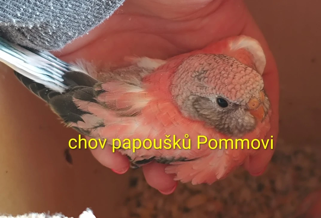 Neoféma bourek růžový opalín