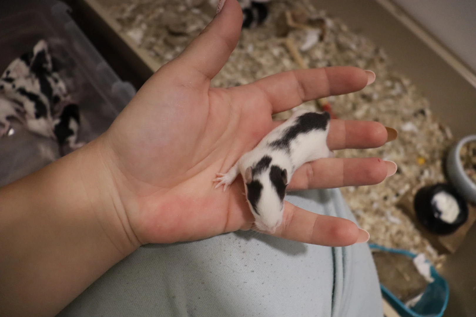 Daruji mláďata potkanů