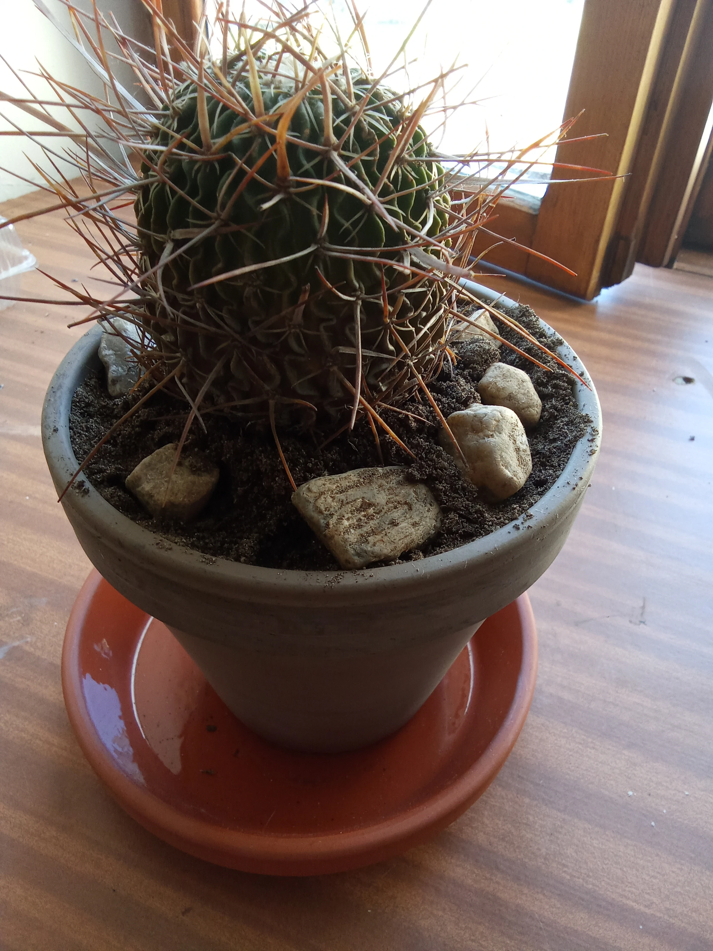 Echinocactus grusonii - Ježova hlava