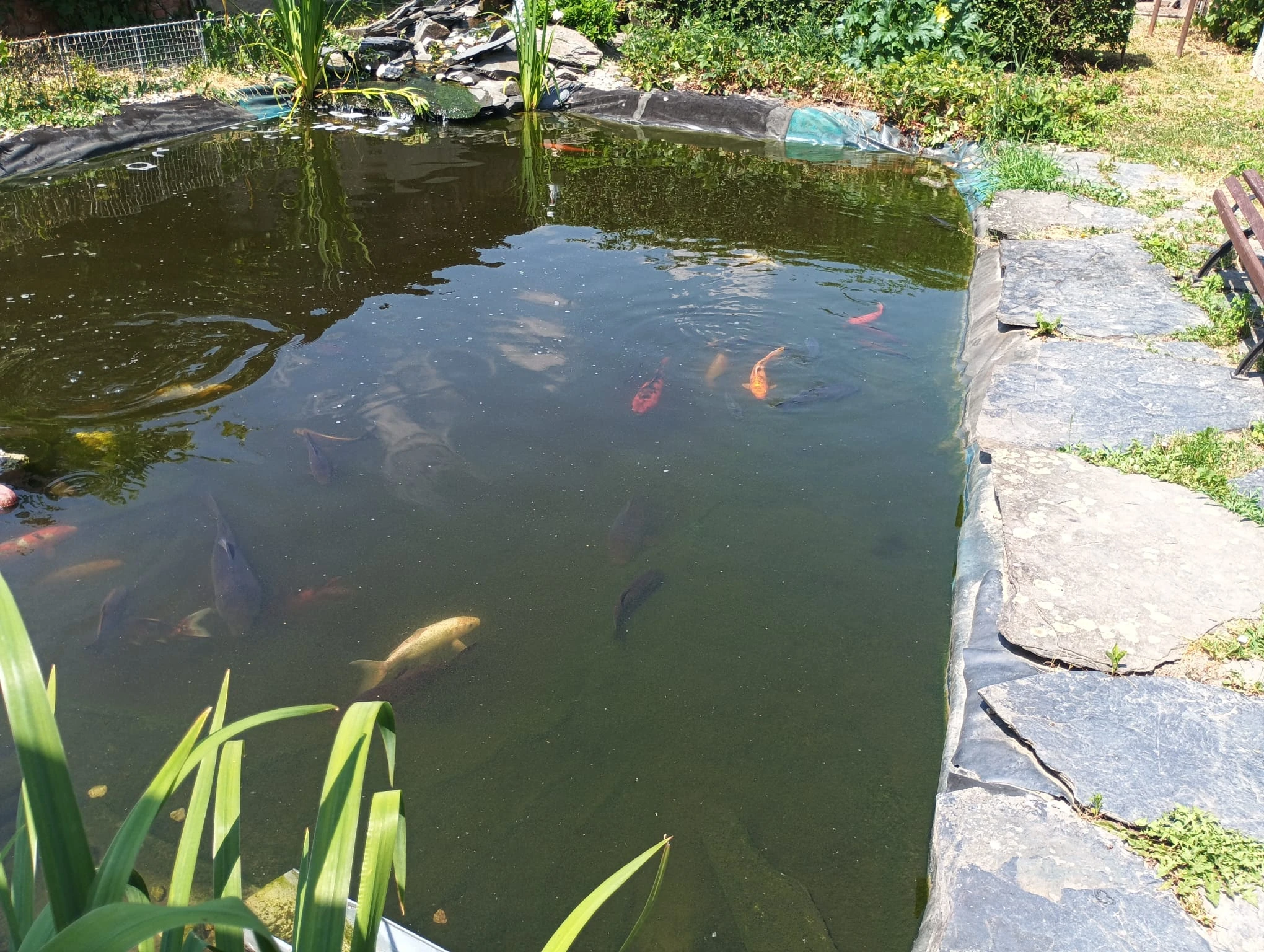 Koi kapr