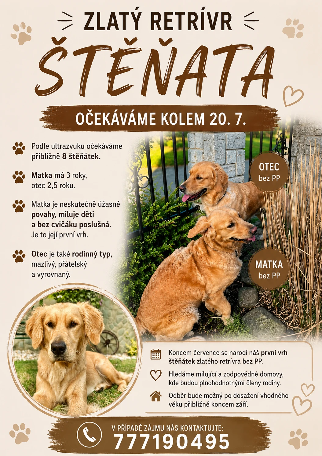 Štěňata Zlatý retrívr