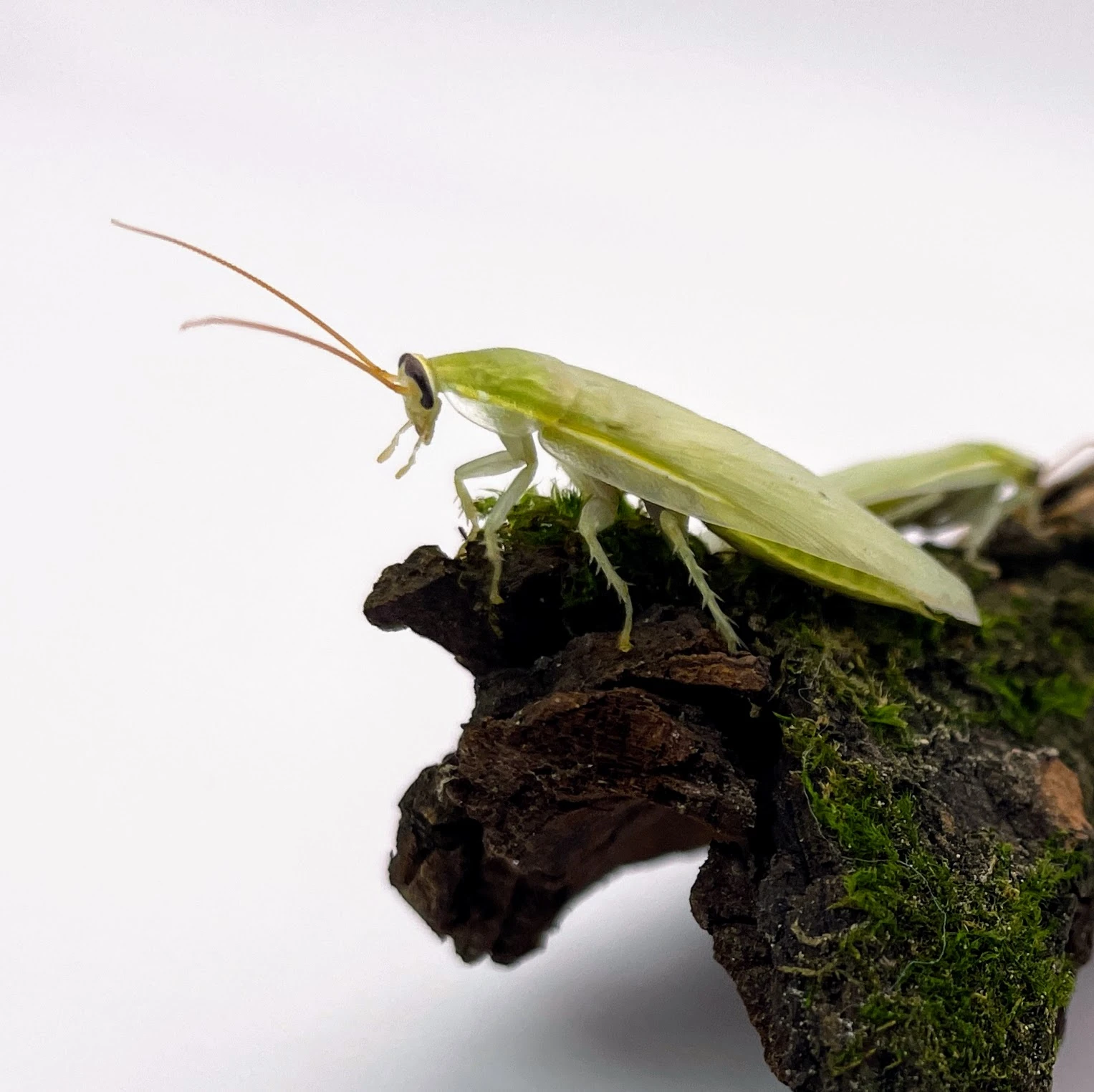 Šváb zelený (Panchlora nivea)