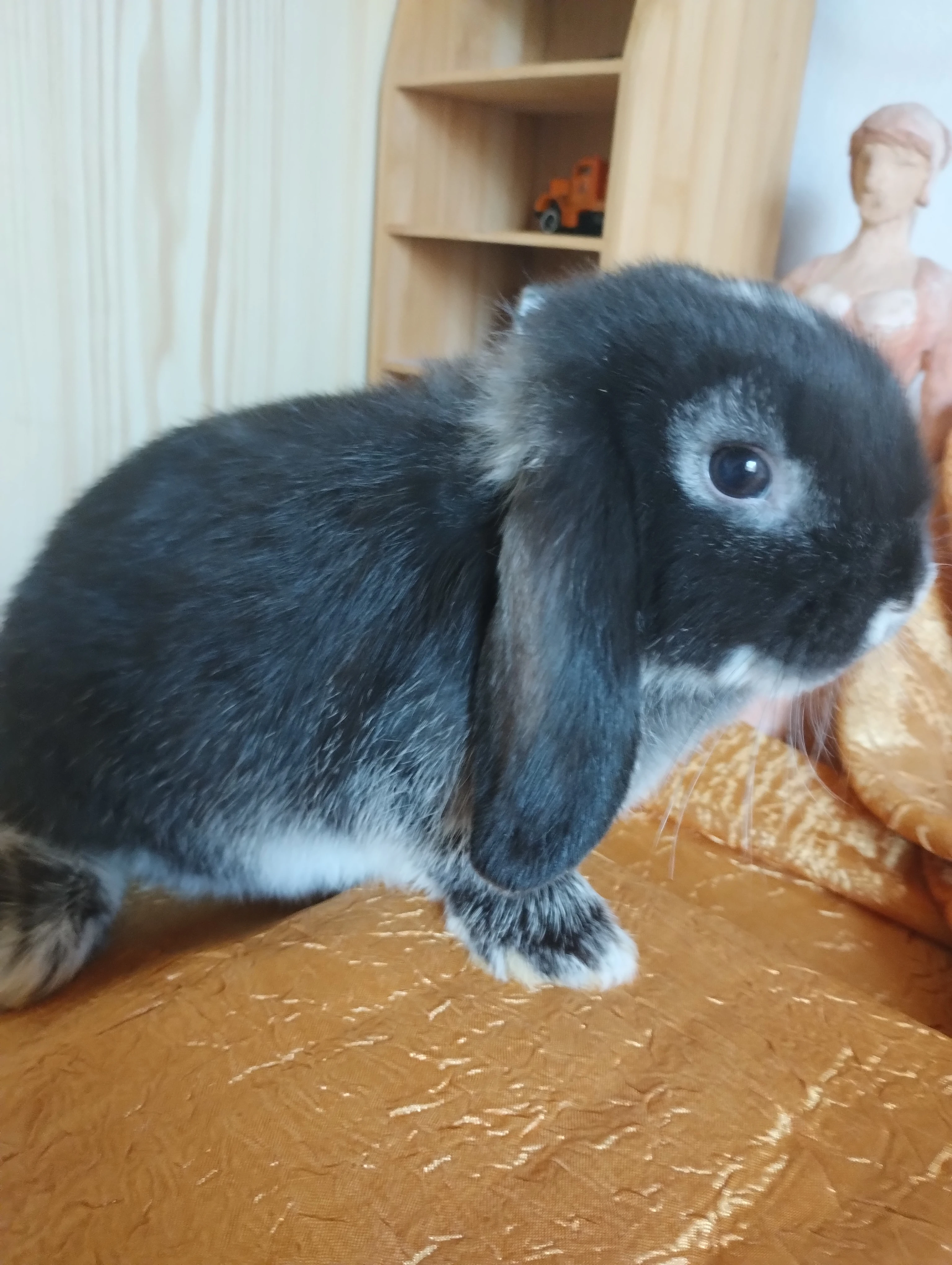 Prodám samečka minilopa
