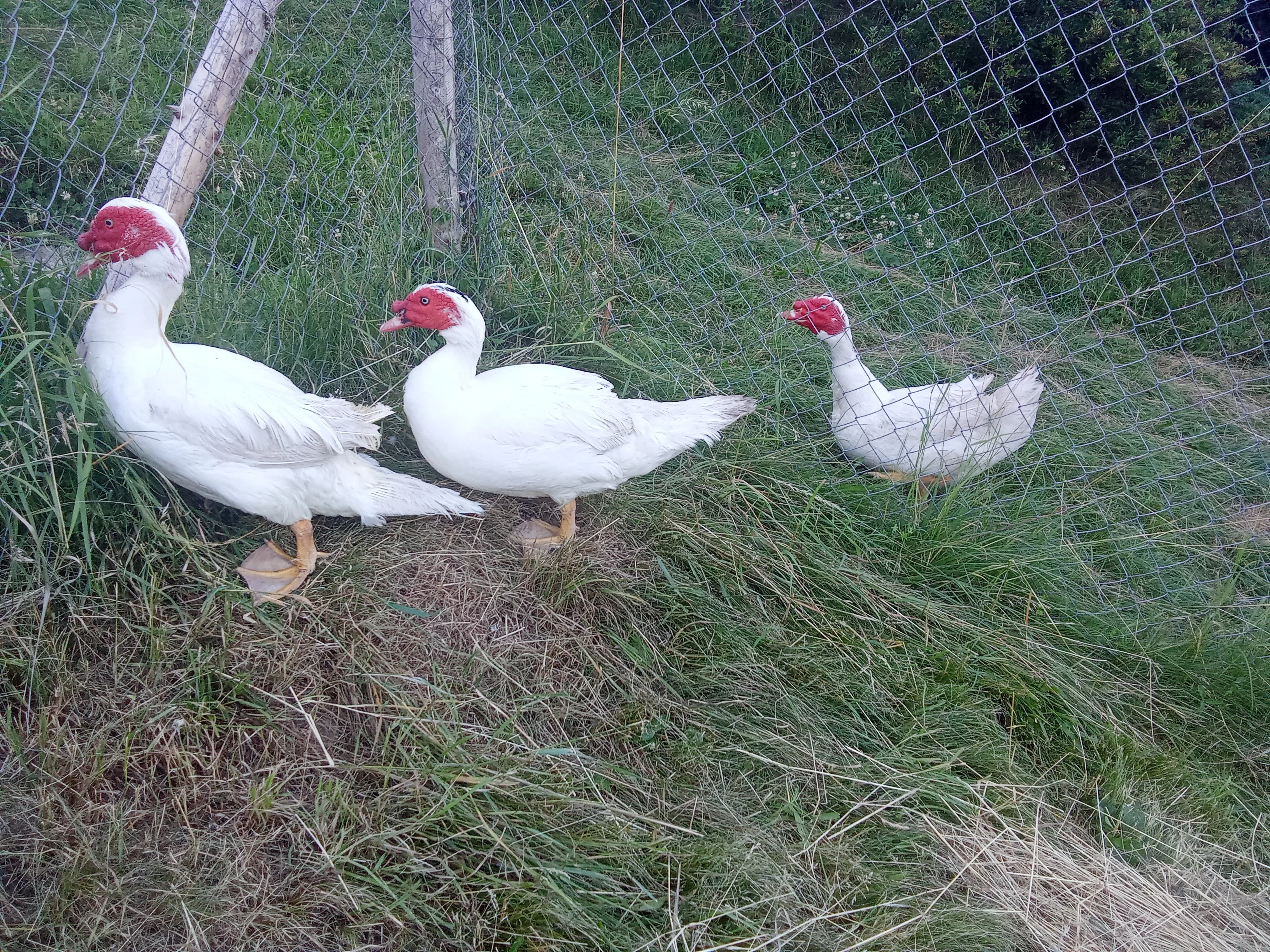 3x kačer kachny pekingské