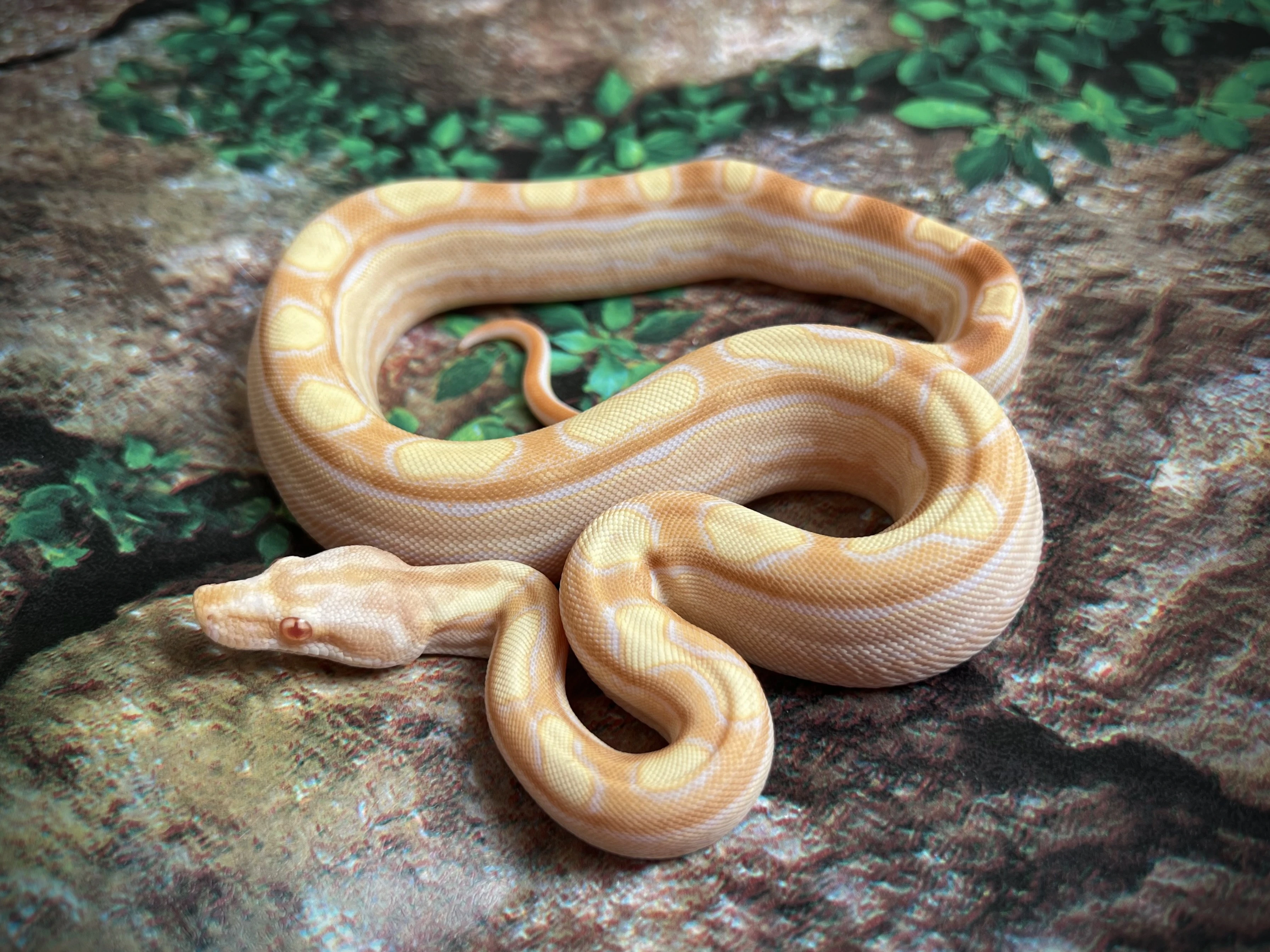 Hroznýš královský - boa constrictor
