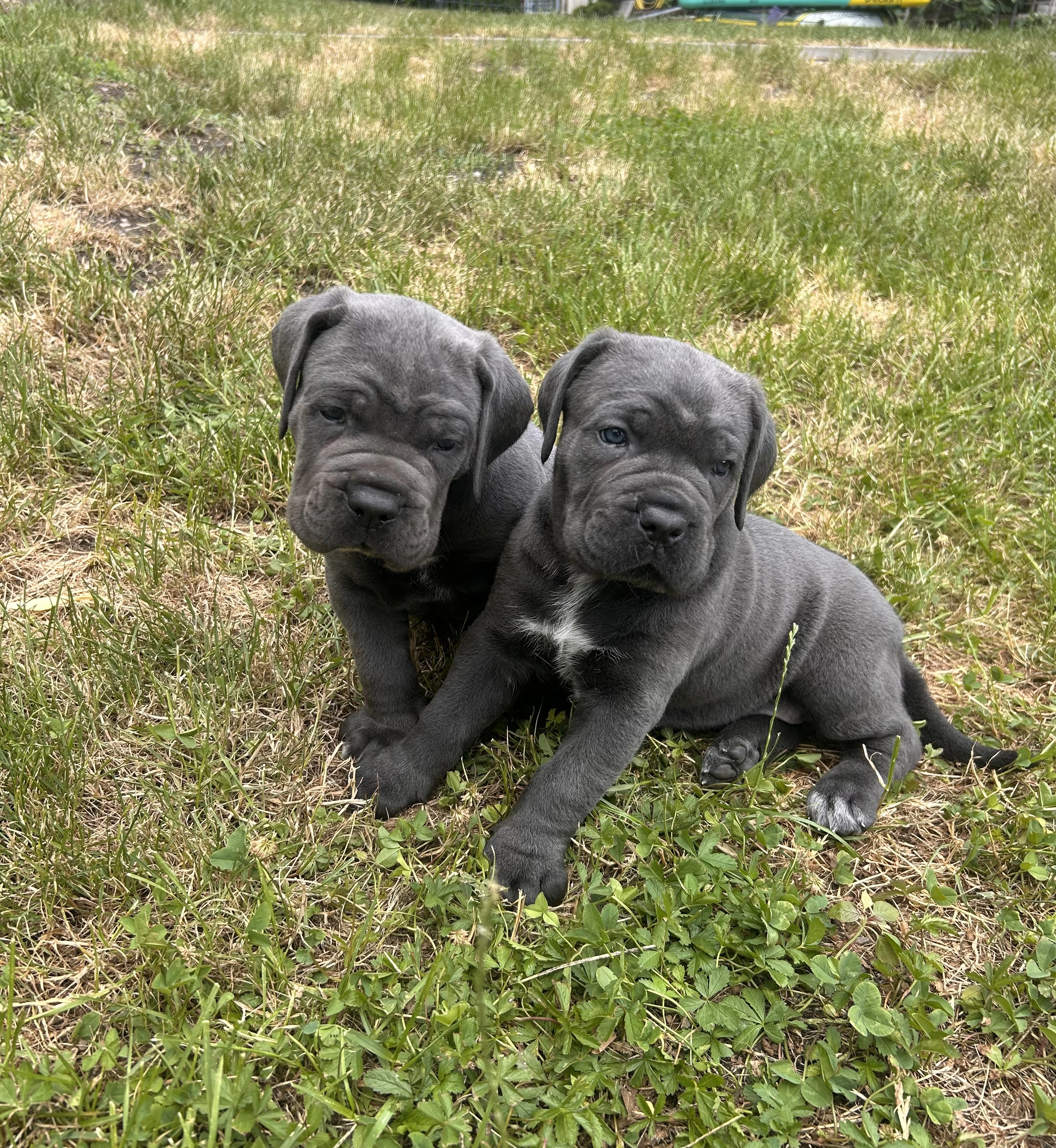 Cane corso štěňátka s PP