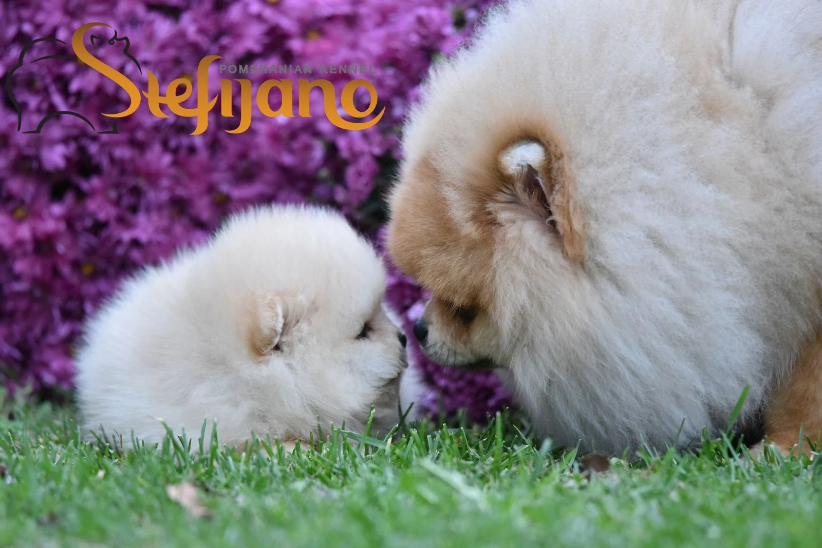 Pomeranian BOO – štěňata typu Medvídek