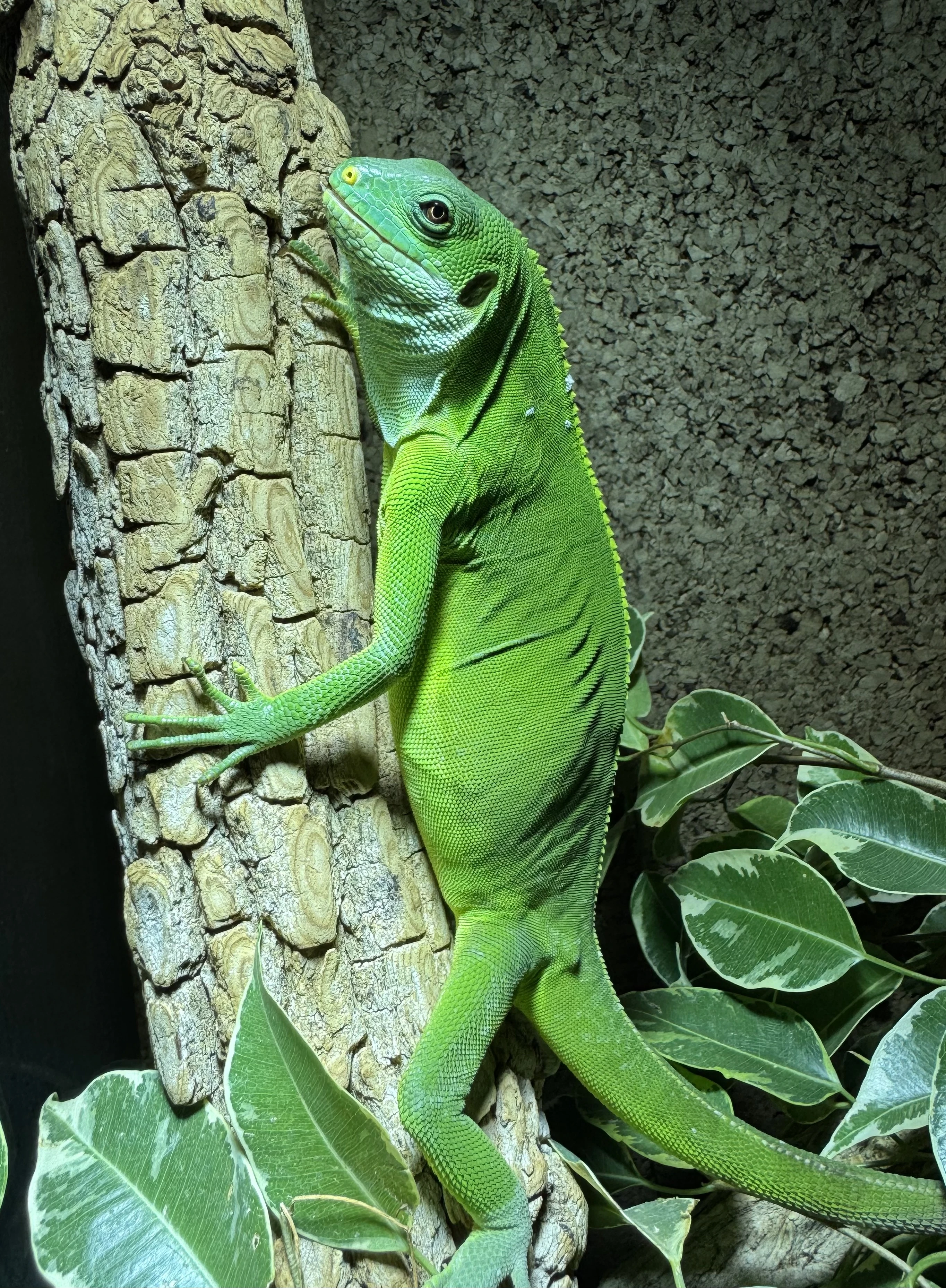 Brachylophus fasciatus 1,1