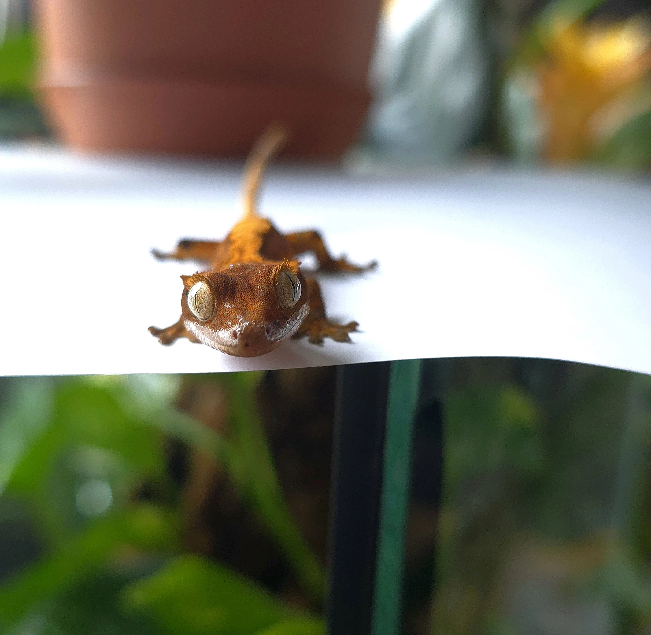 Pagekon řasnatý (Correlophus ciliatus) – Red Flame mládě