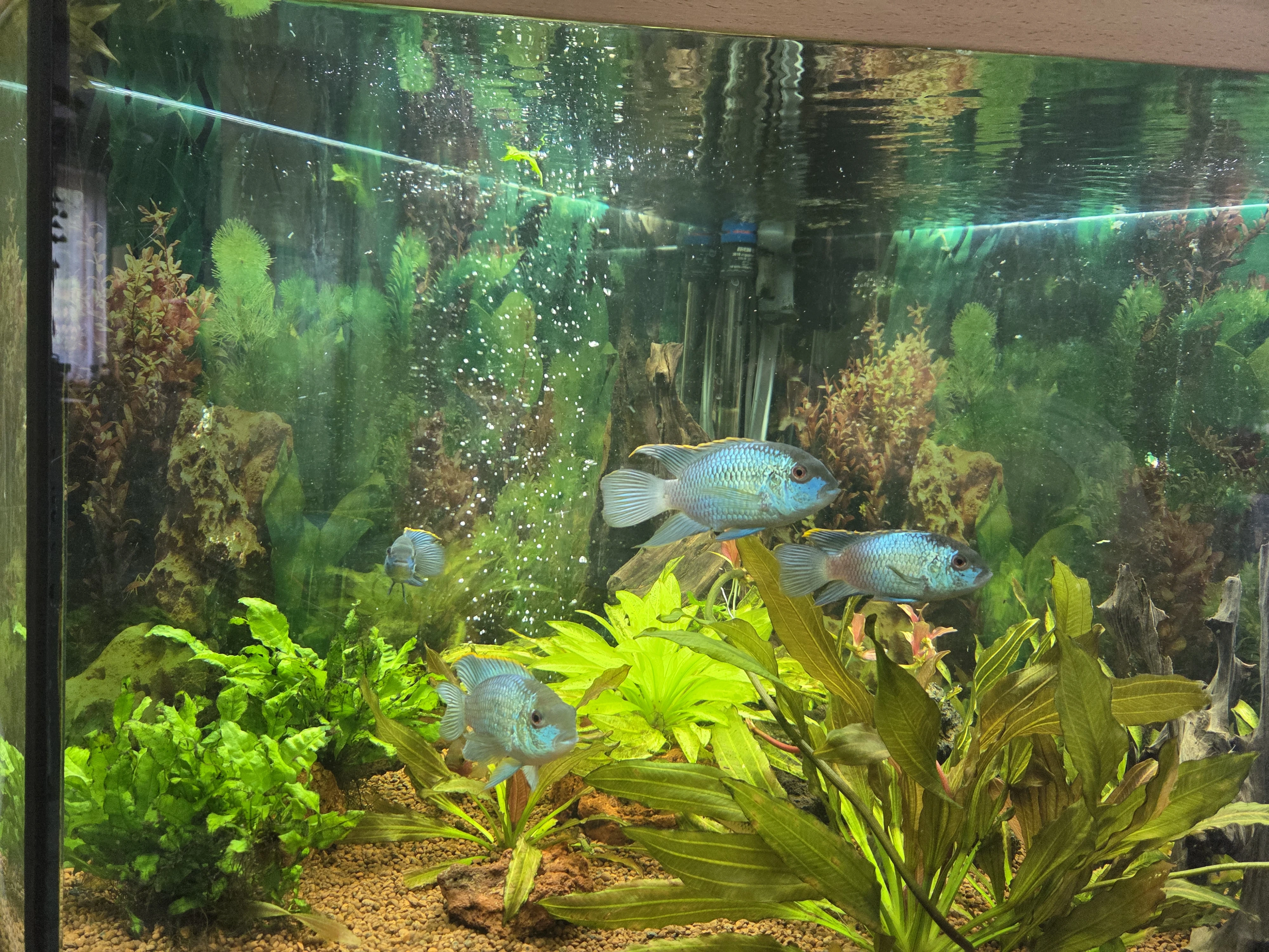 Akara electric blue