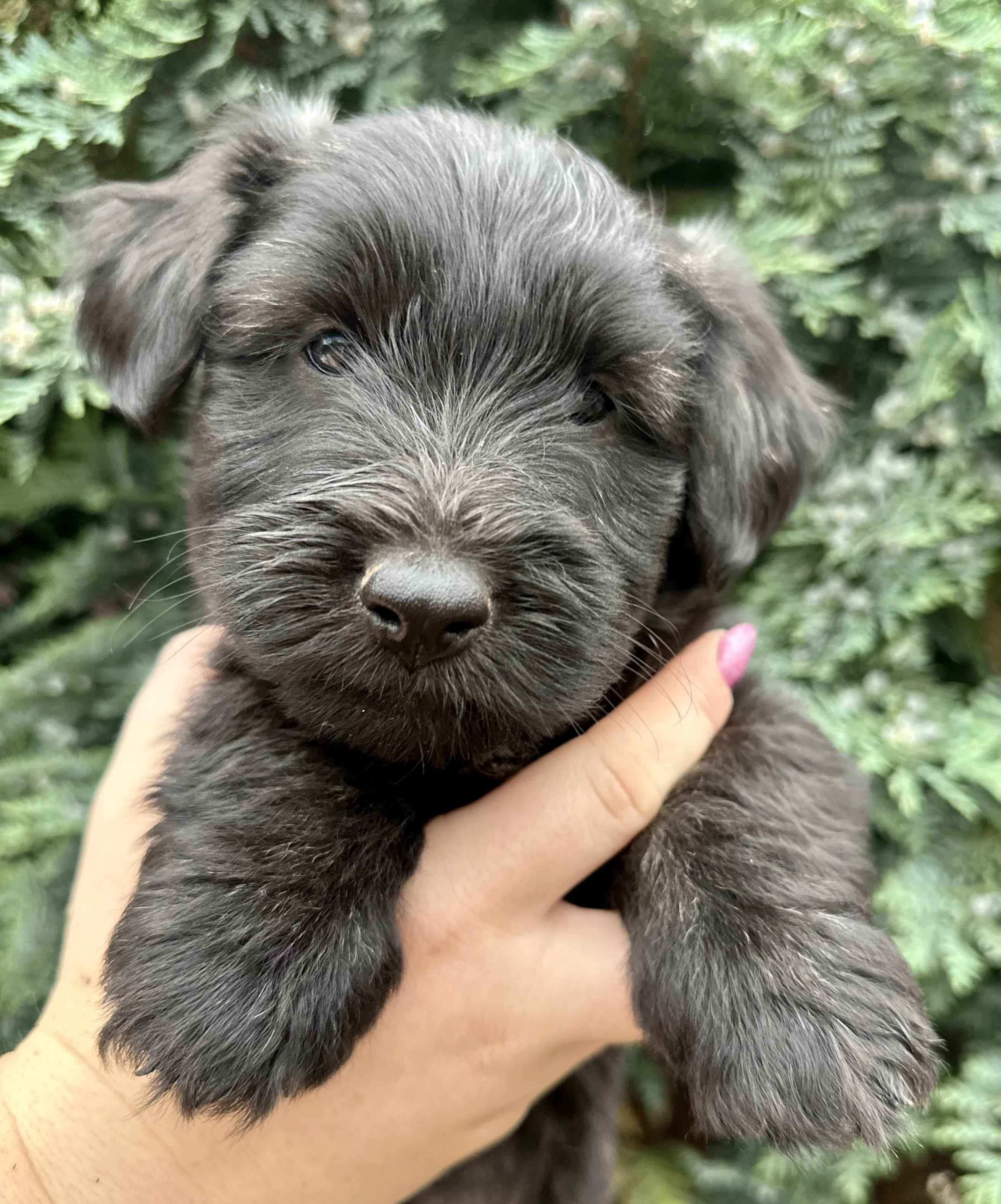 Skye terrier