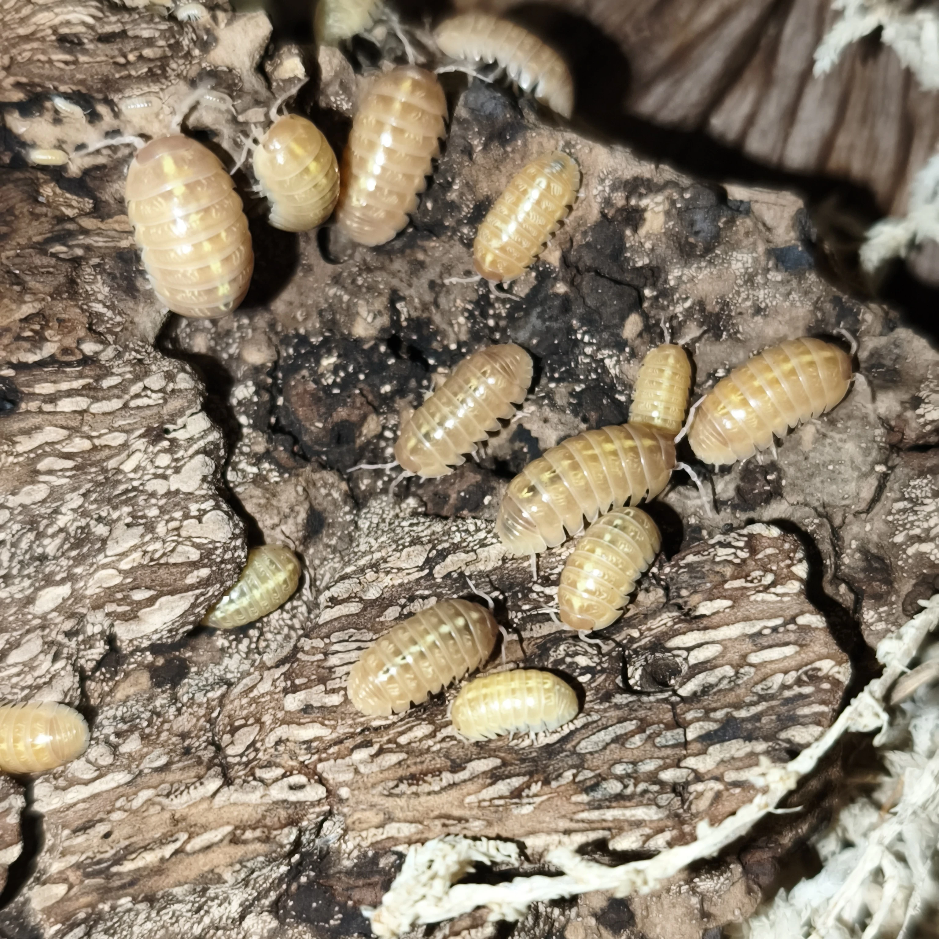 Isopody·stínky·chvostosko ci / Ostrava Fauna trhy - 26.7.2026